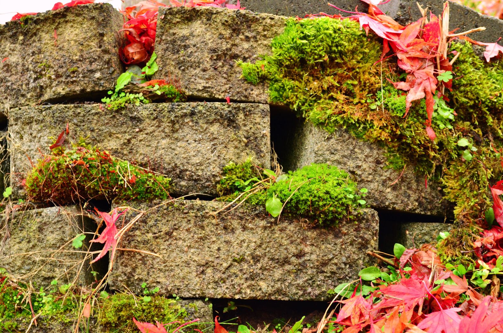 Nikon D5100 sample photo. Bricks, moss, old photography