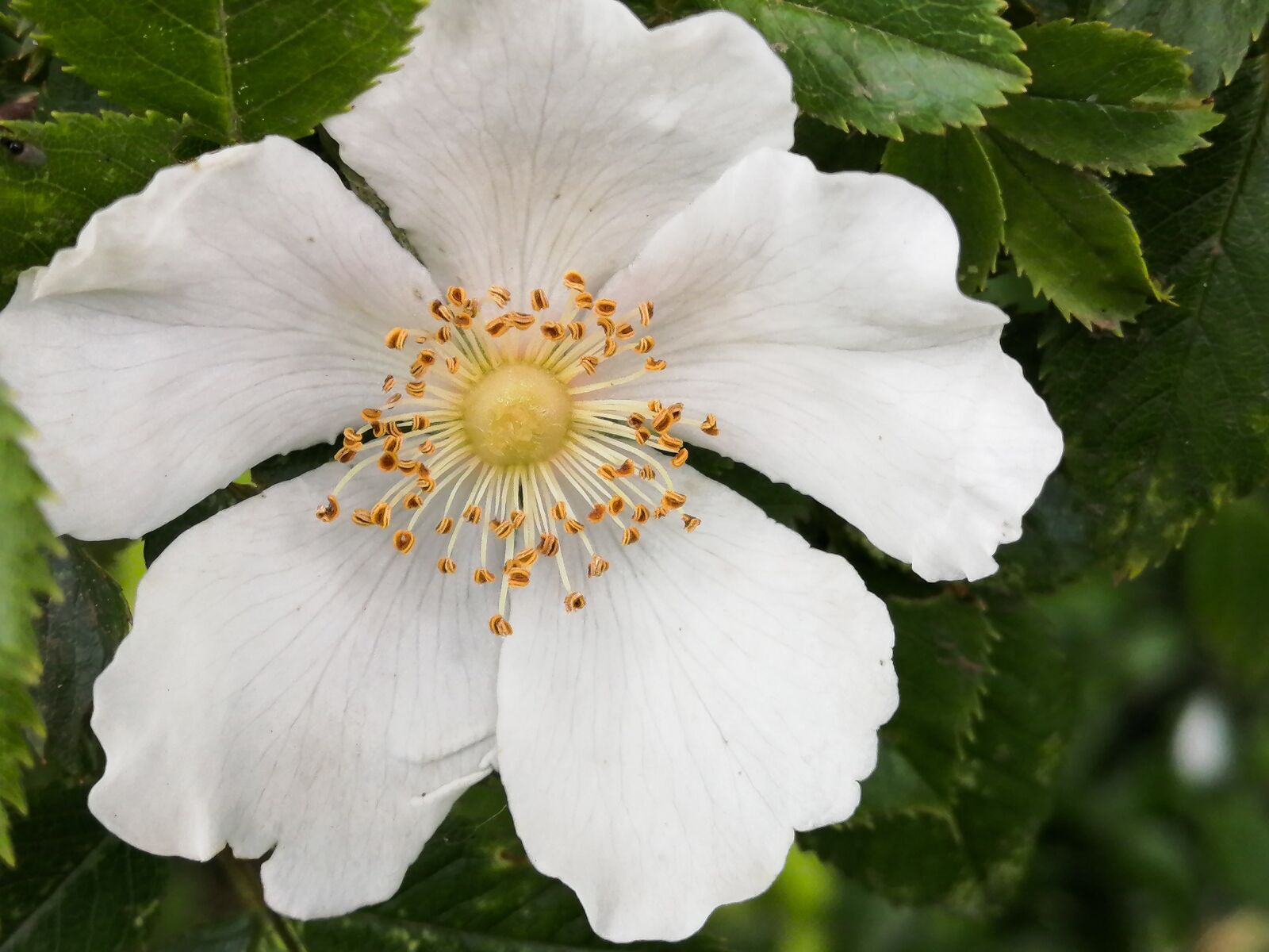 HUAWEI P30 LITE sample photo. Flower, forest, spring photography