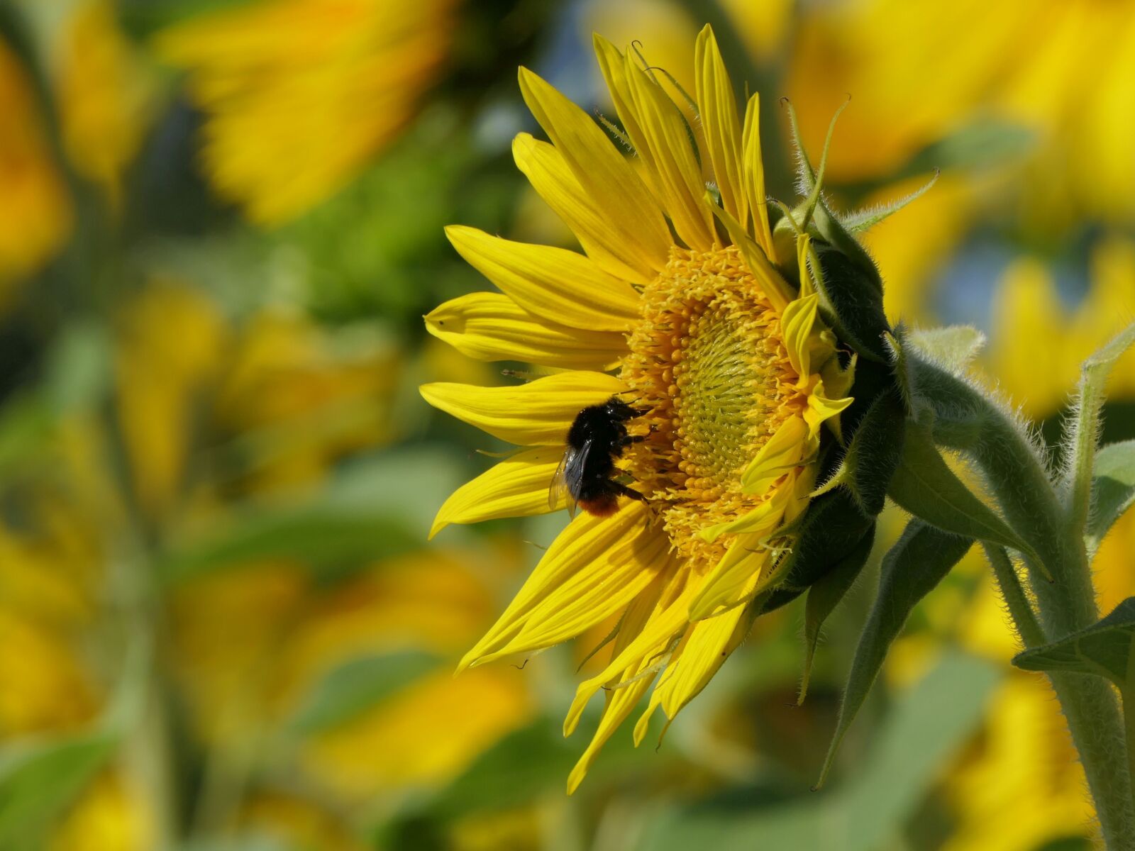 Panasonic Lumix DMC-FZ2500 (Lumix DMC-FZ2000) sample photo. Sunflower, sunny, insect photography