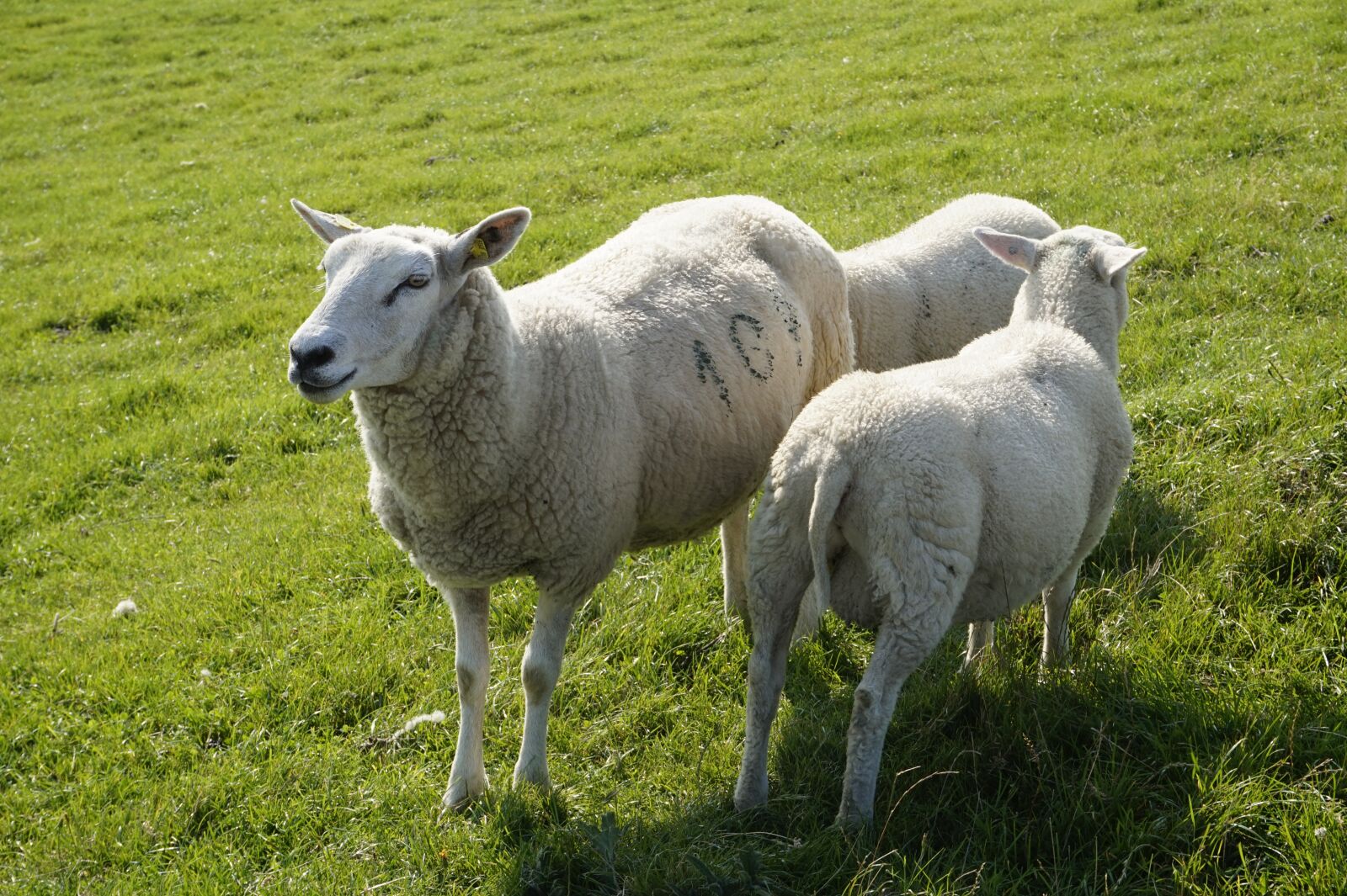 Sony Alpha a5000 (ILCE 5000) sample photo. Grass, animal, meadow photography