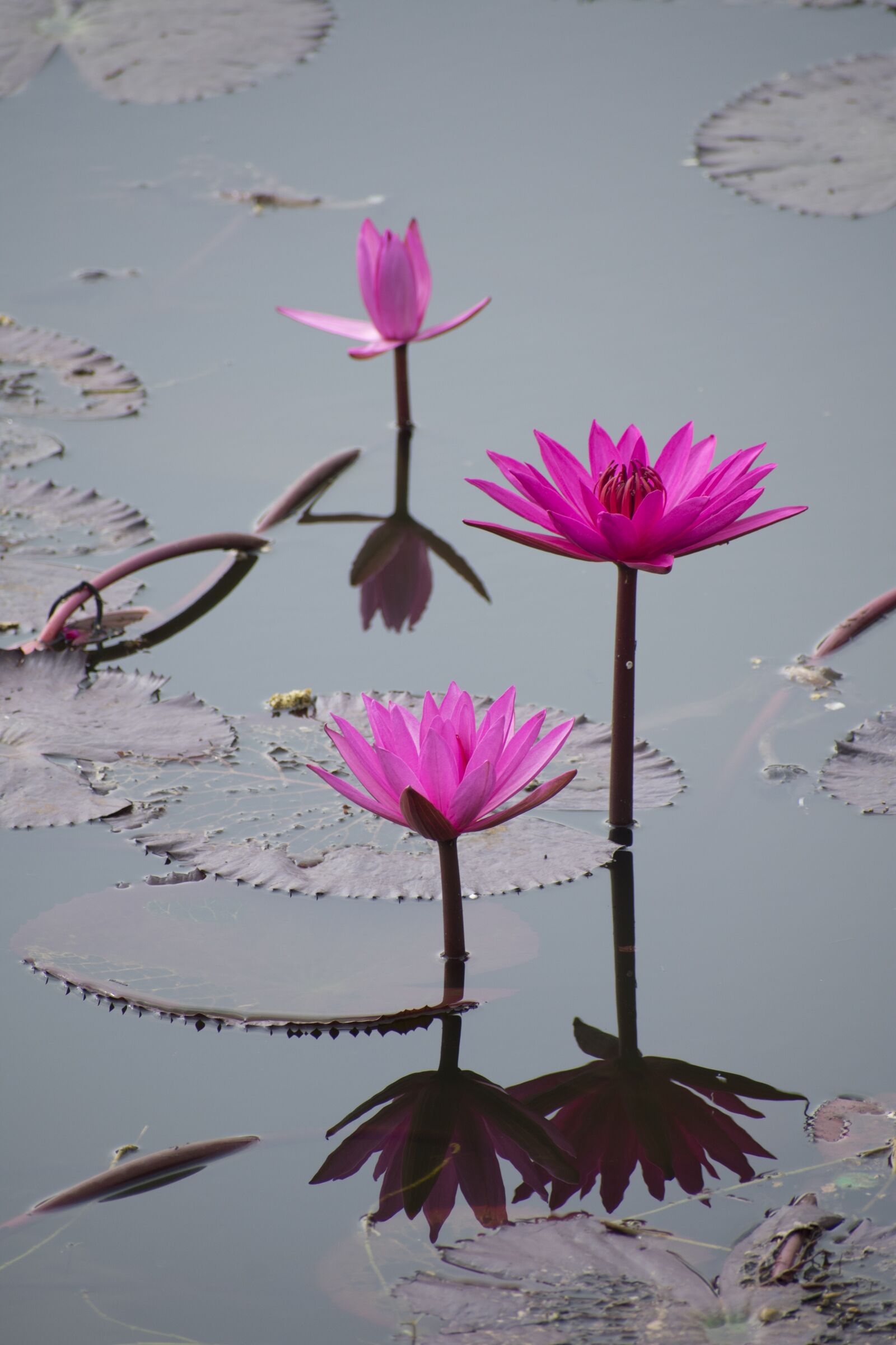 Nikon D3400 sample photo. Flower, nature, flora photography