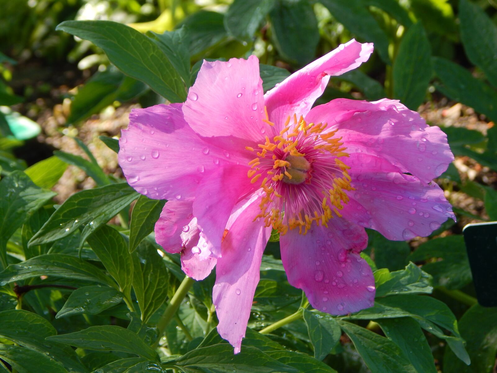 Nikon Coolpix L830 sample photo. Peony, pink, blossom photography