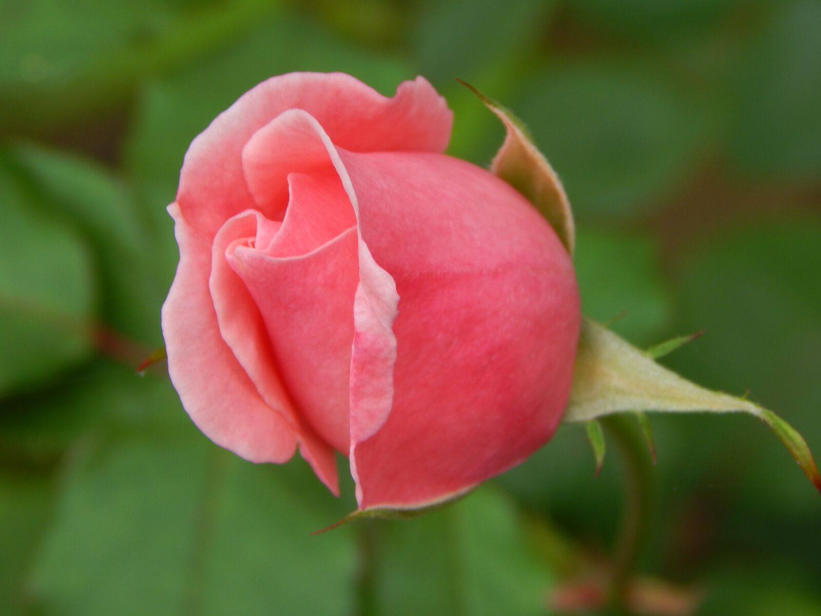 Nikon Coolpix L820 sample photo. Rosa, flower, nature photography