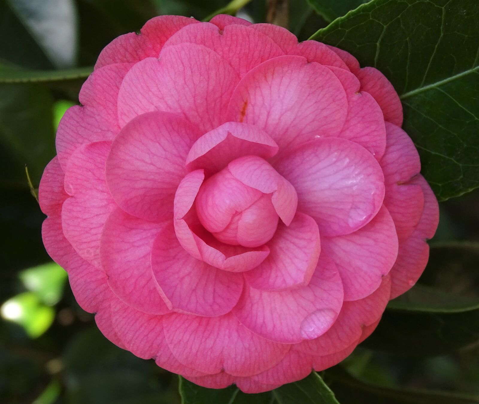 Sony Cyber-shot DSC-HX400V sample photo. Flowers, camellias, flower photography