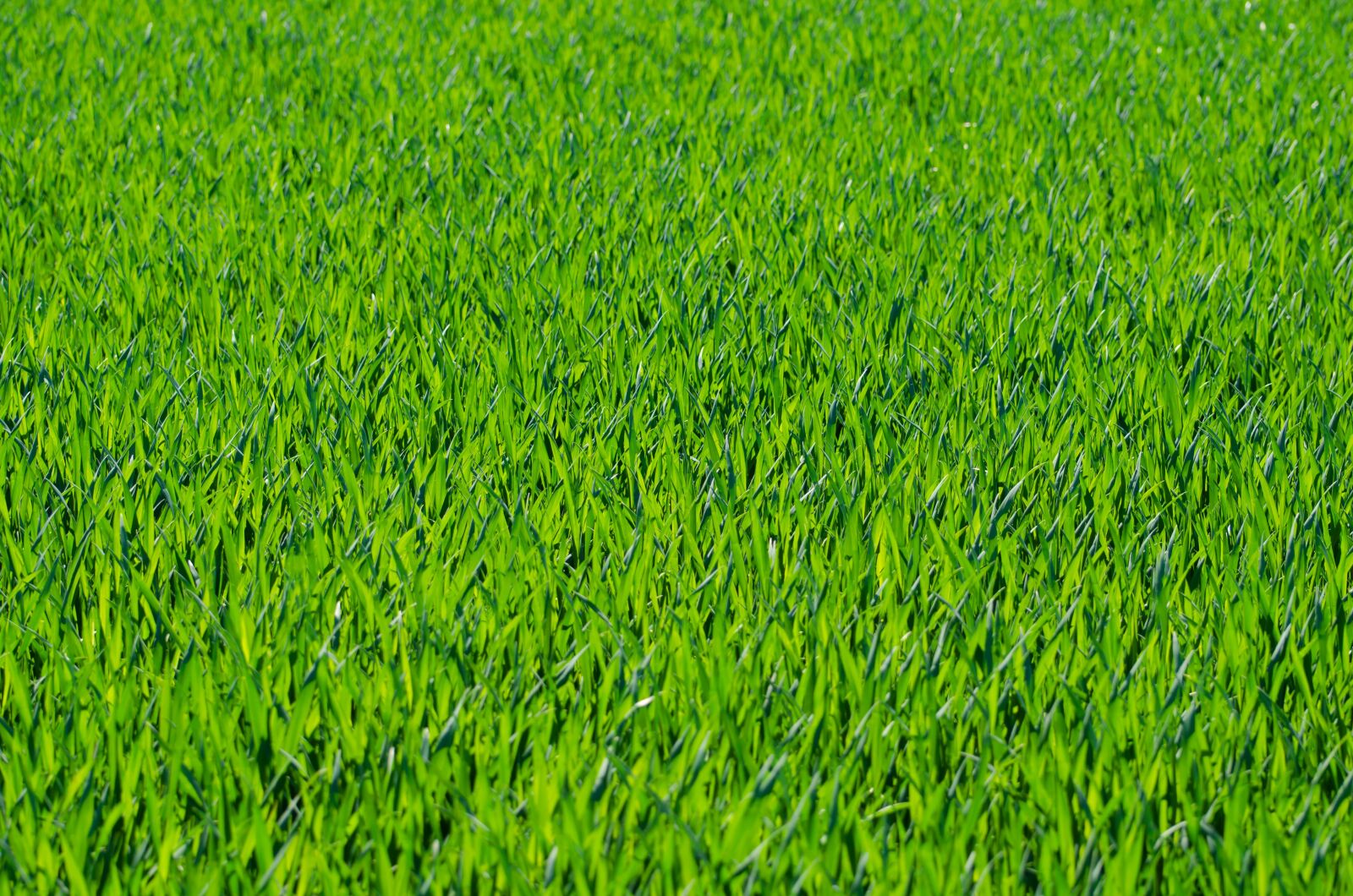 Nikon D5100 sample photo. Background, fresh, grass, grassy photography