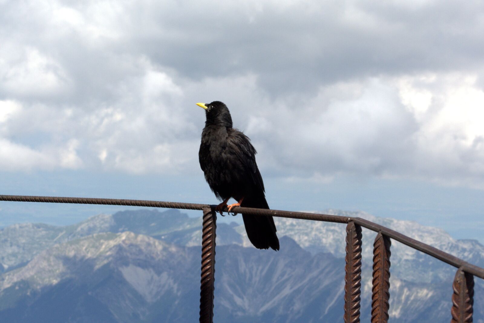 Nikon D5200 sample photo. Zugspitze, raven, bird photography