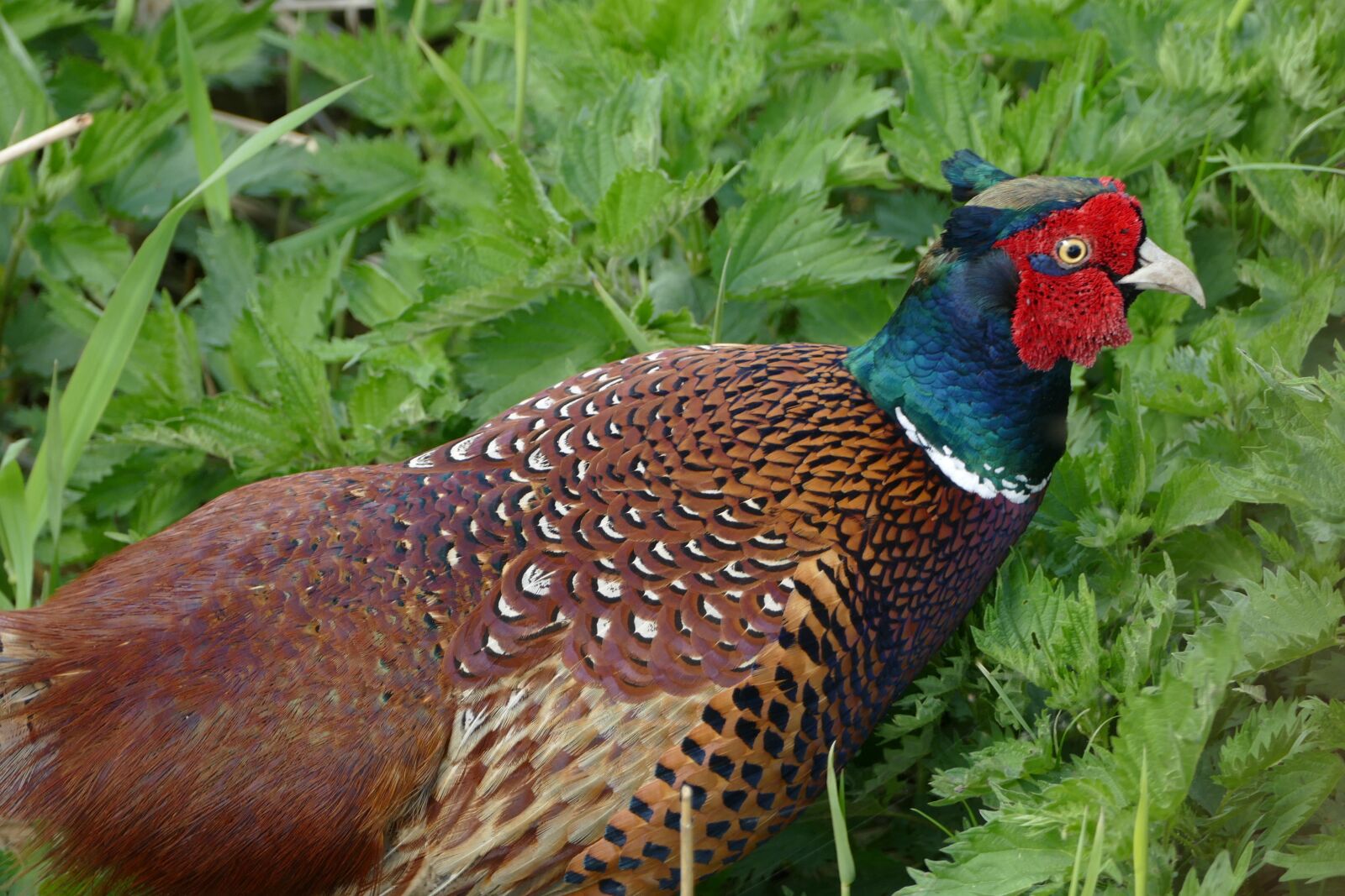 Panasonic Lumix DMC-FZ1000 sample photo. Hunting pheasant, colorful bird photography