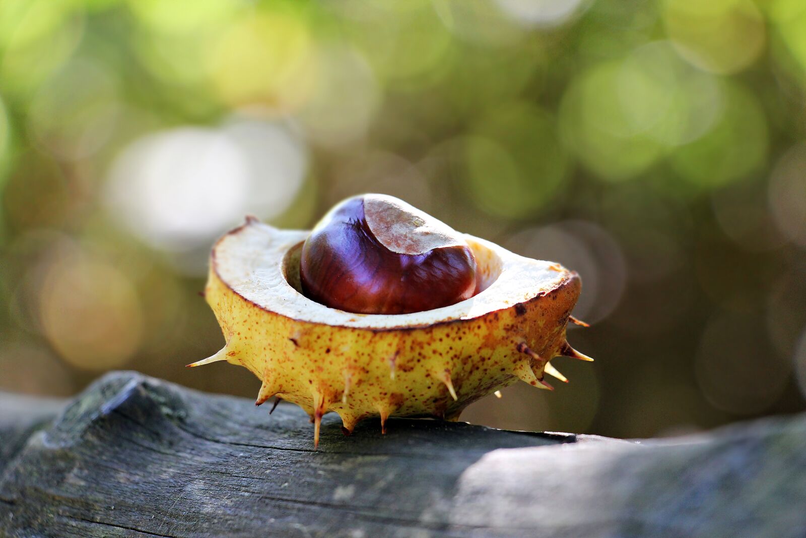 Canon EOS 550D (EOS Rebel T2i / EOS Kiss X4) sample photo. Chestnut, autumn, spur photography