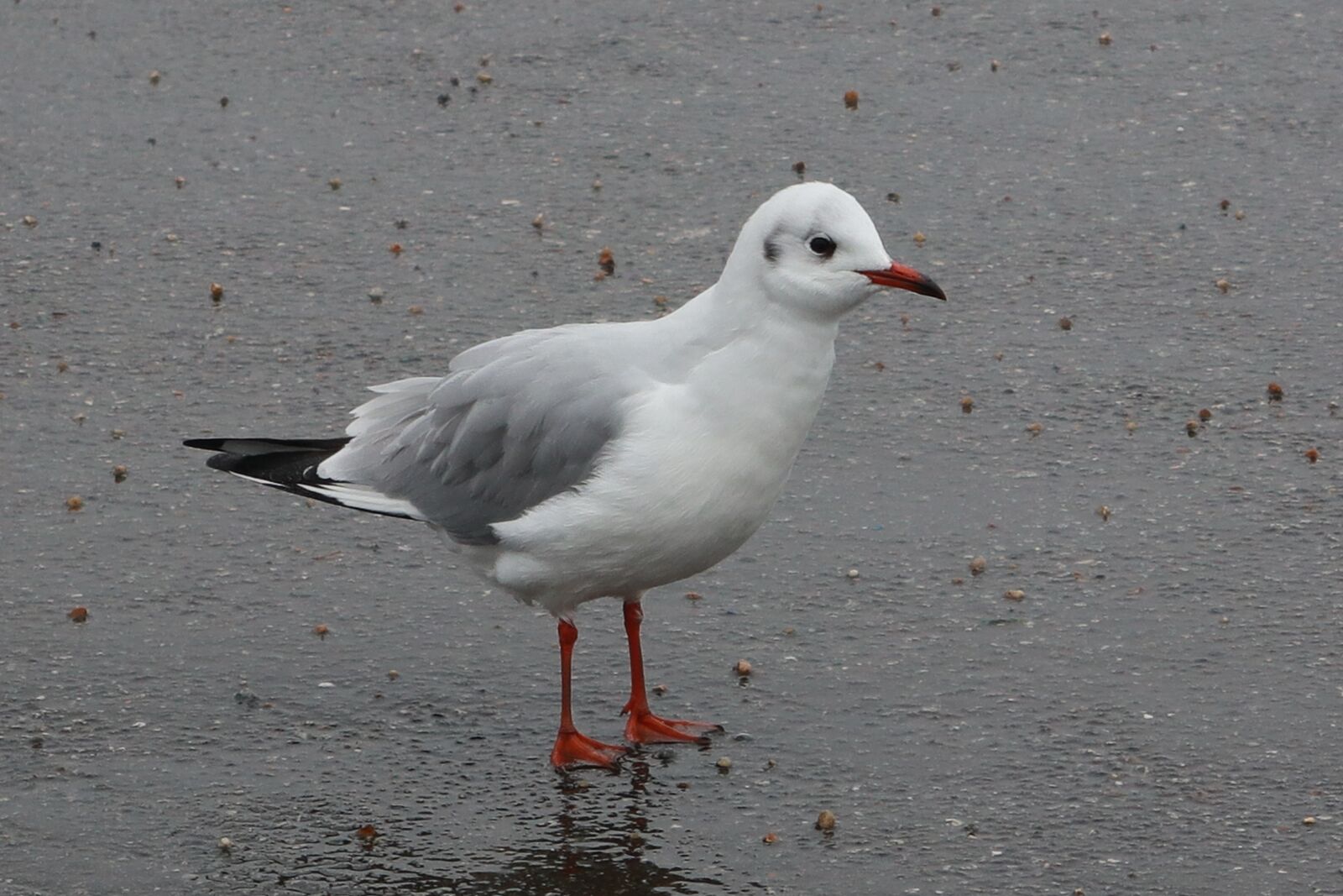 Canon PowerShot G1 X Mark III sample photo. Birds, seagull, wings photography