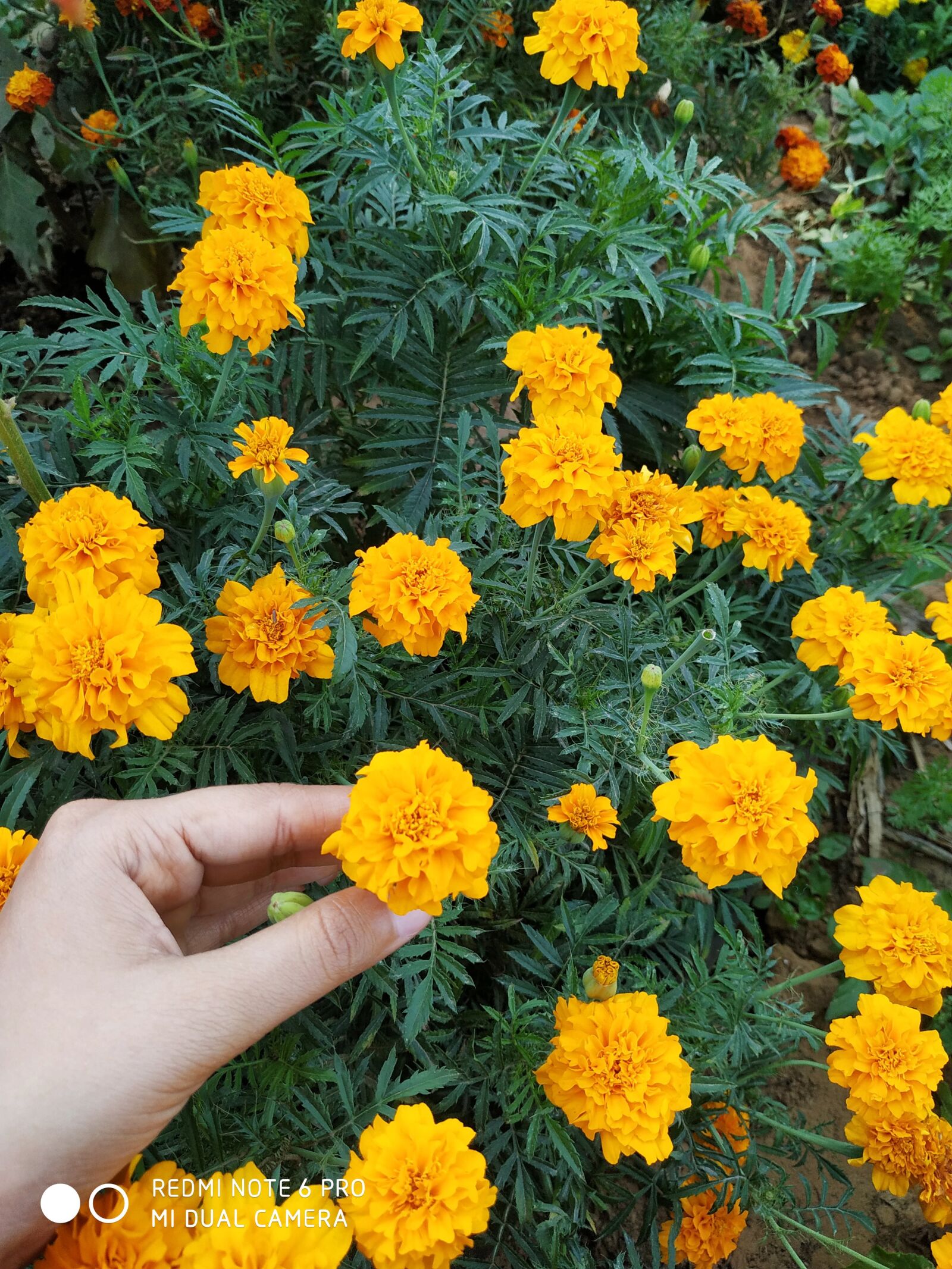 Xiaomi Redmi Note 6 Pro sample photo. Flower, marigold, yellow flower photography
