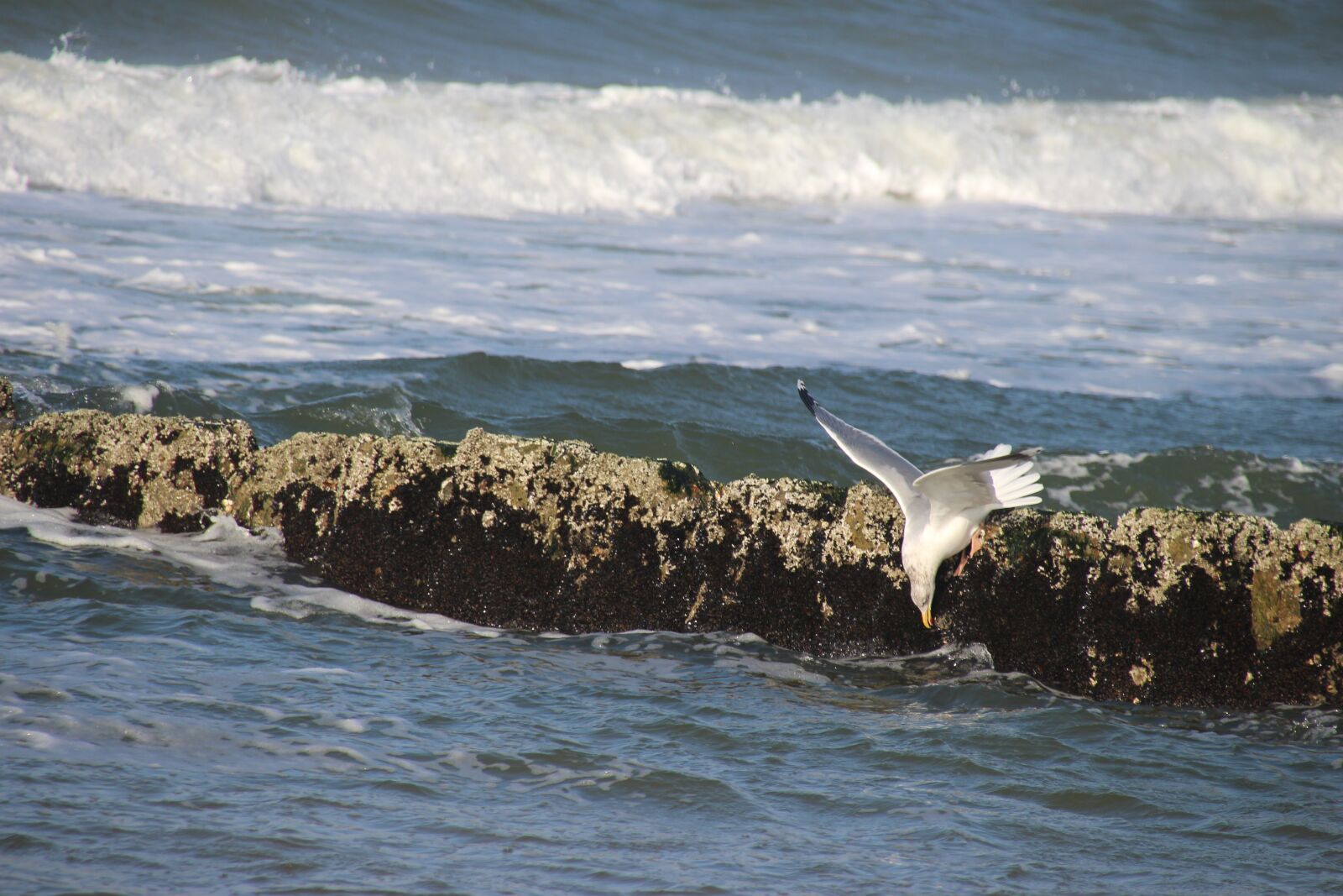 Canon EOS 700D (EOS Rebel T5i / EOS Kiss X7i) sample photo. Beach, seagull, sea photography