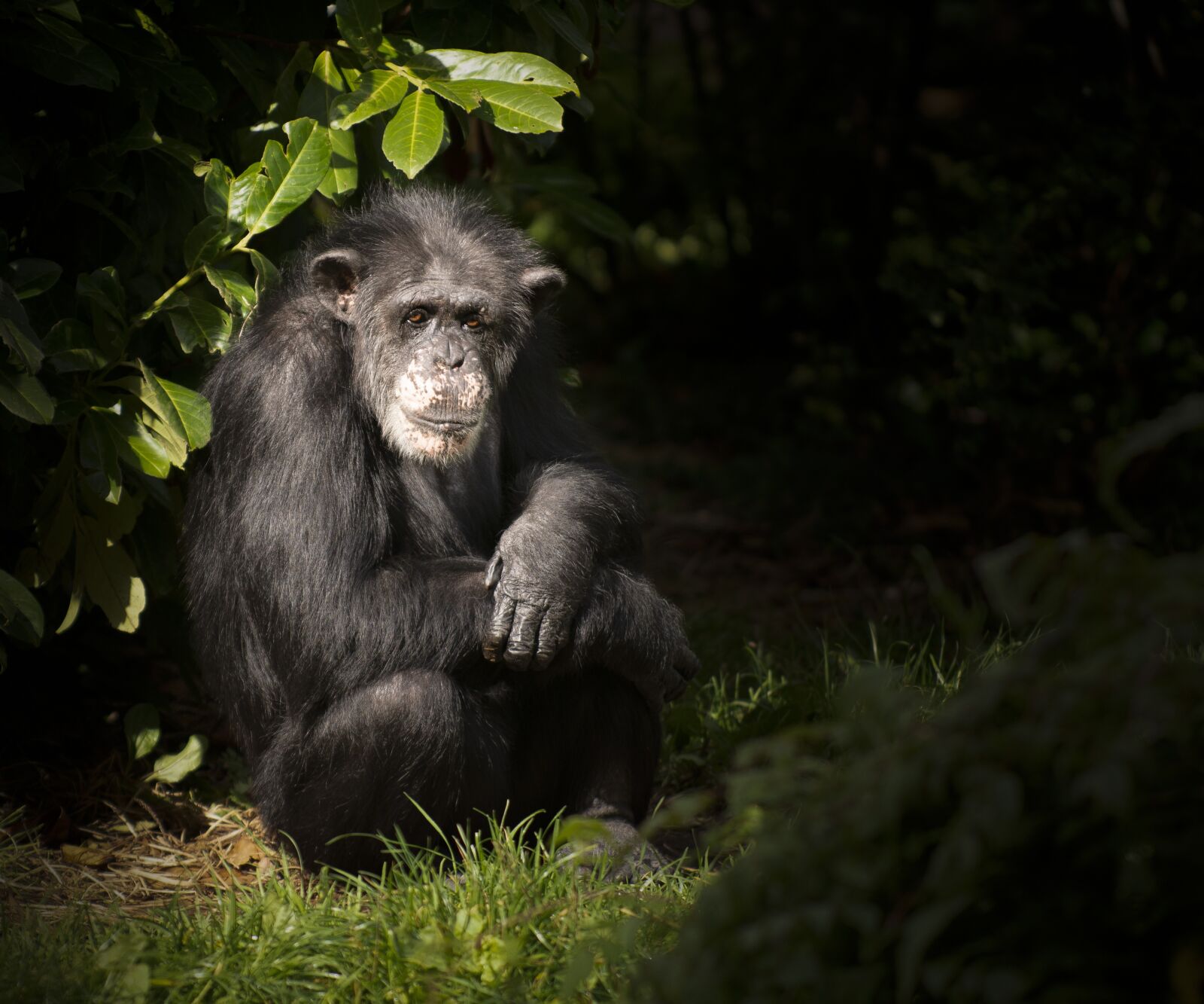 Nikon D7100 sample photo. Monkey, chimp, zoo photography
