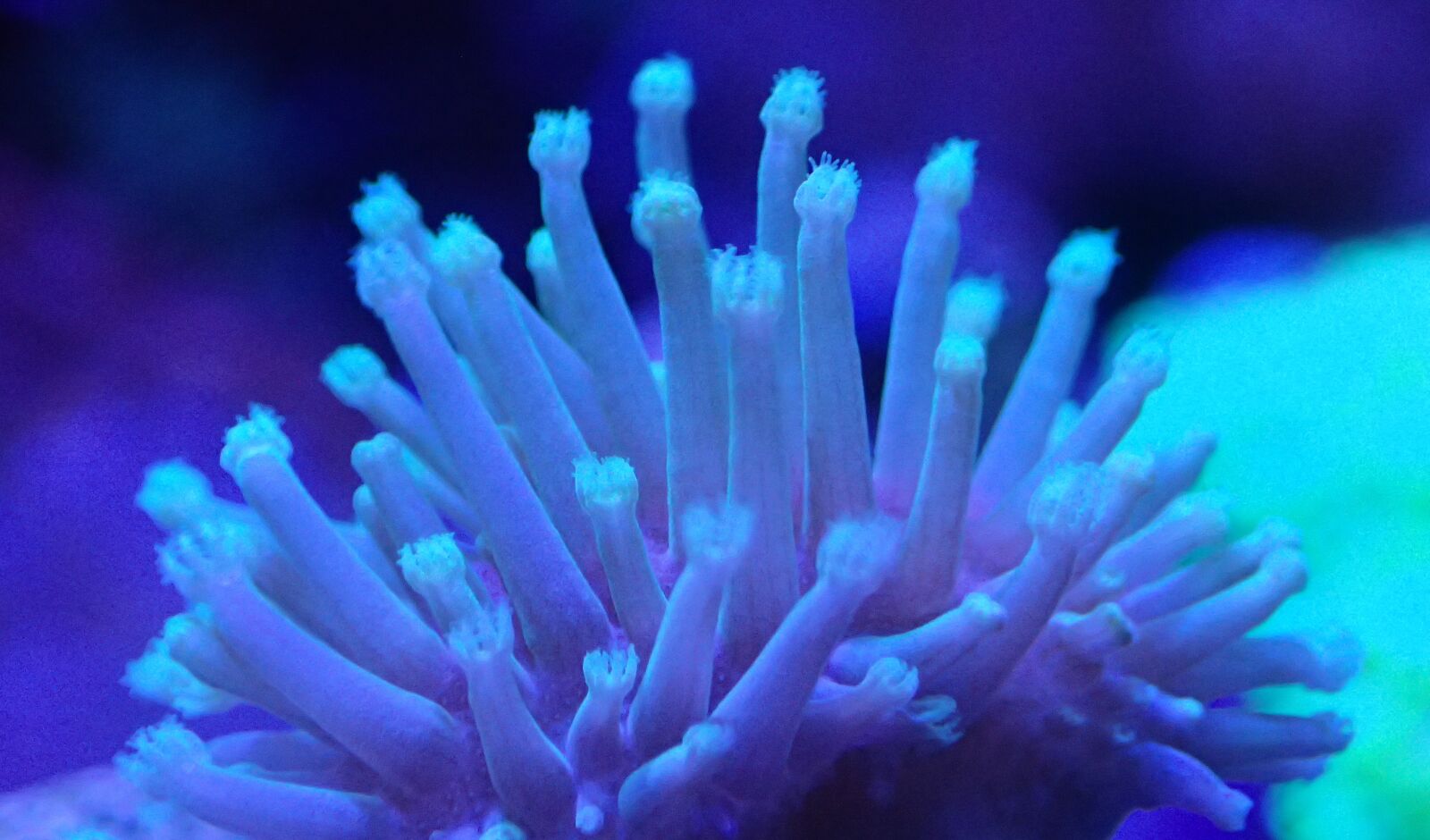 Olympus TG-3 sample photo. Mushroom leather coral, reef photography