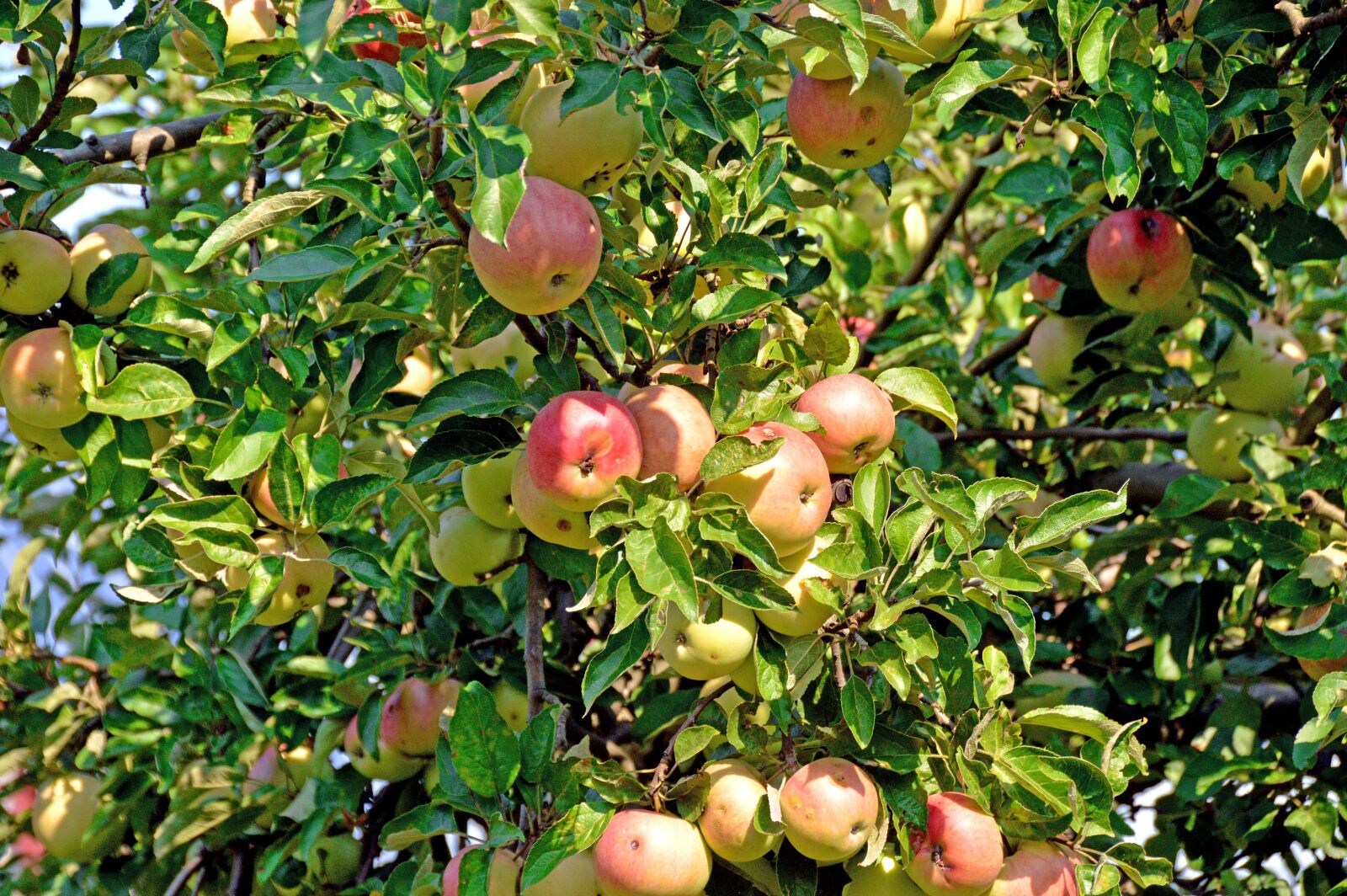 Nikon D3200 sample photo. Apfelbaum, appletree, obst photography