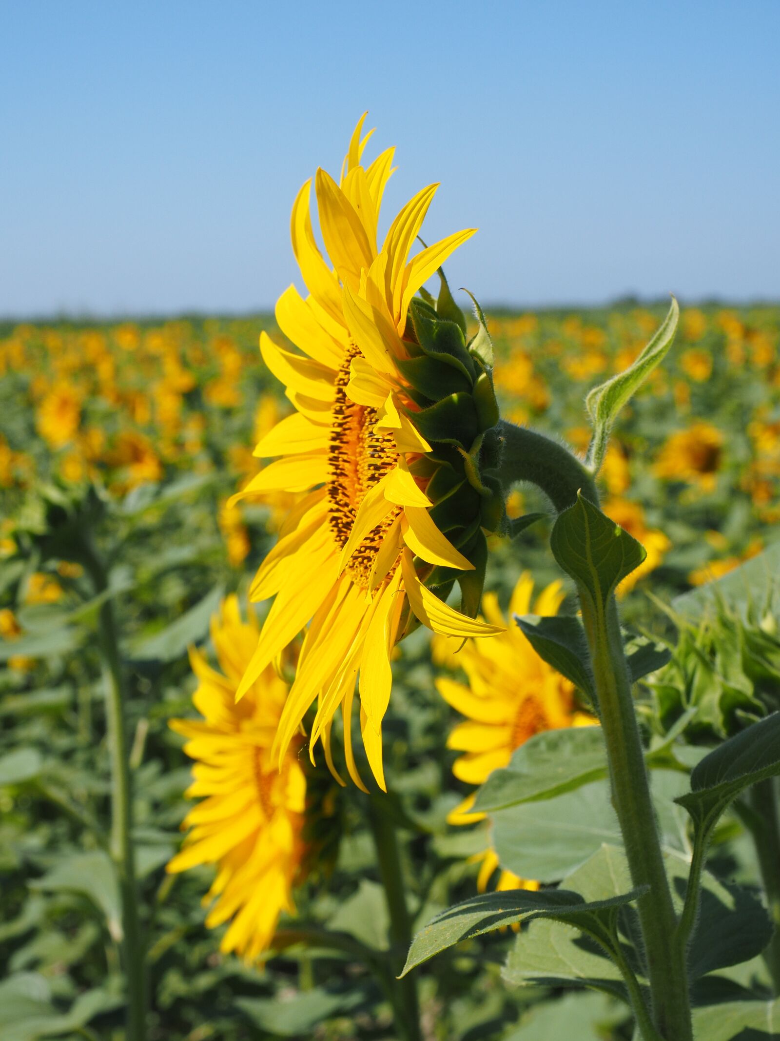 Olympus OM-D E-M1 + Olympus M.Zuiko Digital ED 12-40mm F2.8 Pro sample photo. Sunflower, inflorescence, flower basket photography
