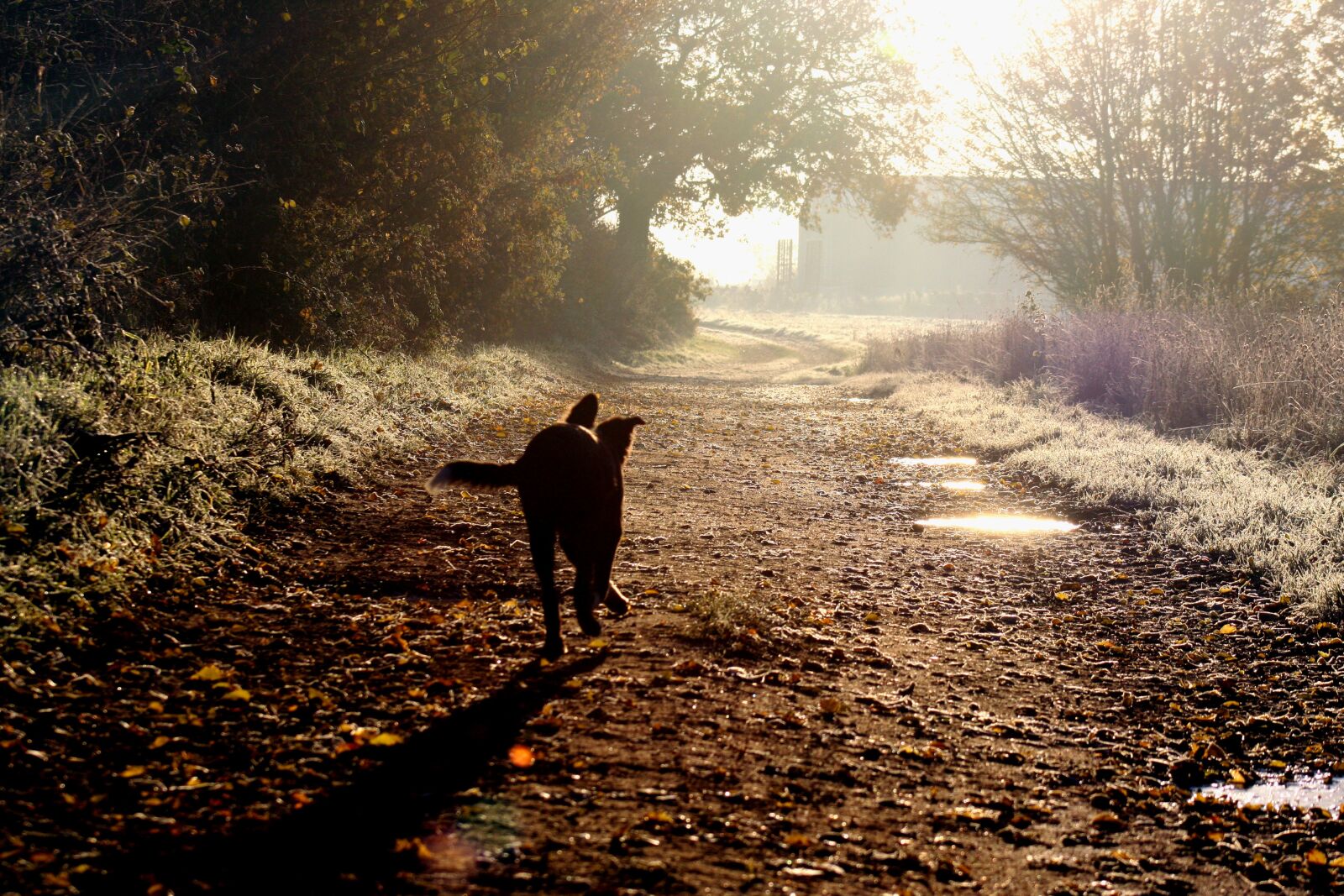 Canon EOS 40D sample photo. Domino, dog, border collie photography