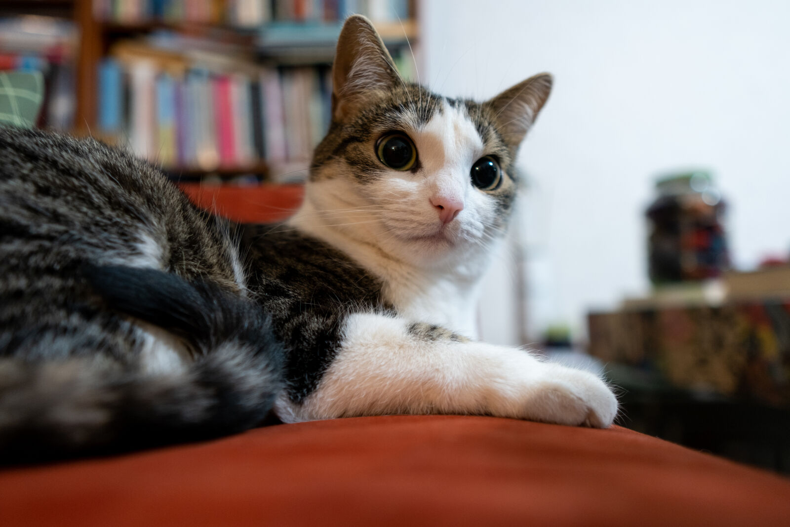 Sigma 16mm F1.4 DC DN | C sample photo. Curious cat photography
