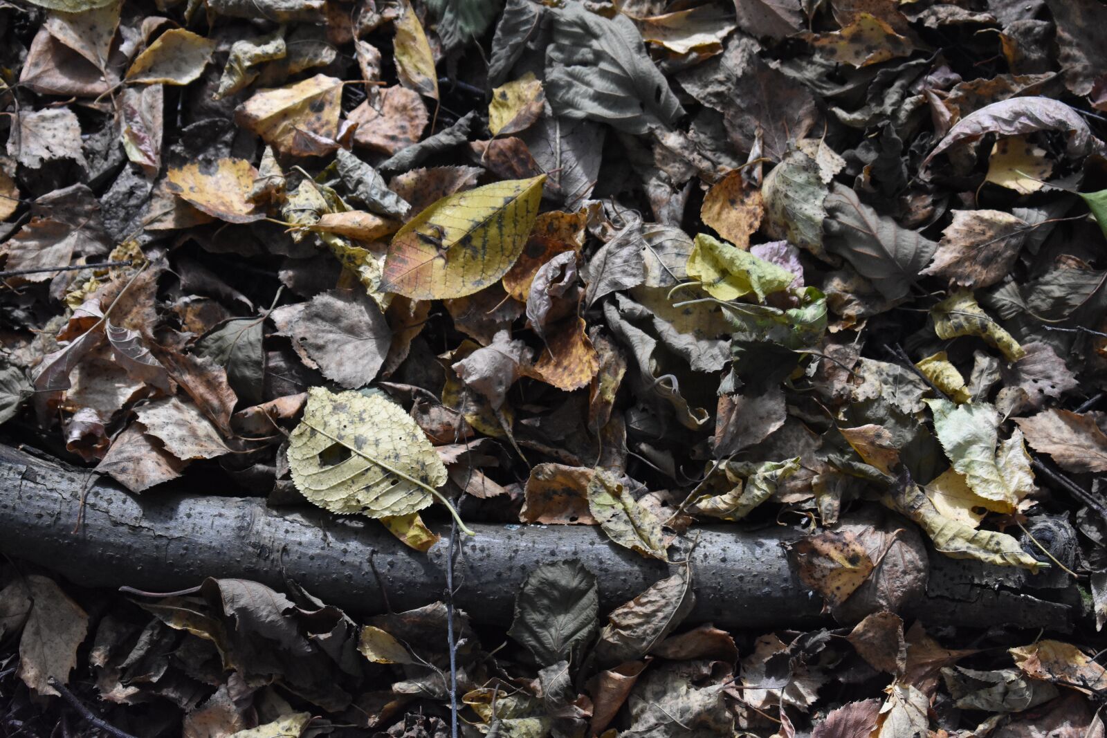 Nikon D3400 sample photo. Foliage, leaves, fallen photography