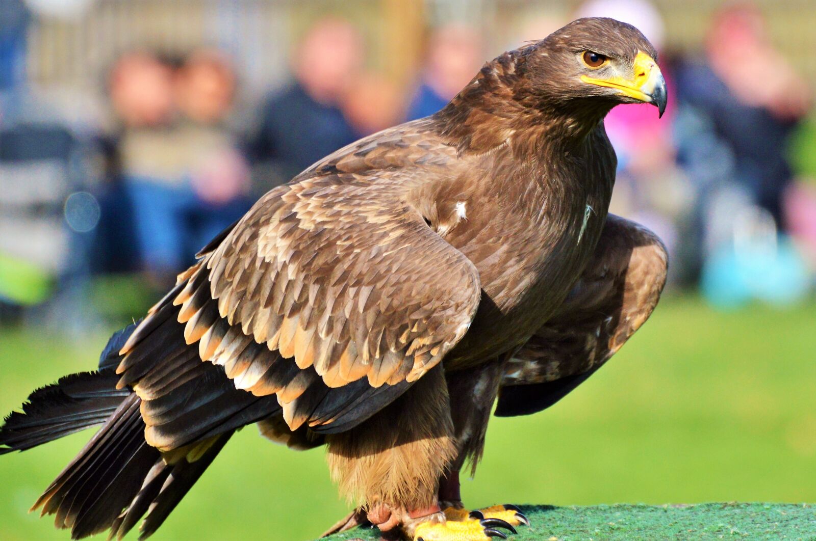 Nikon D3200 sample photo. Adler, bird of prey photography