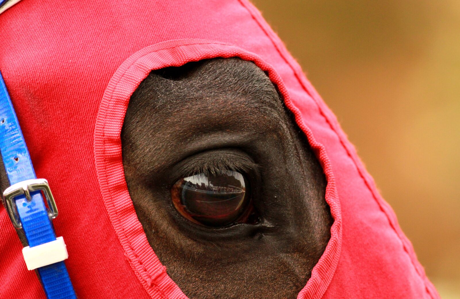 Canon EOS 500D (EOS Rebel T1i / EOS Kiss X3) sample photo. The horses are, race photography