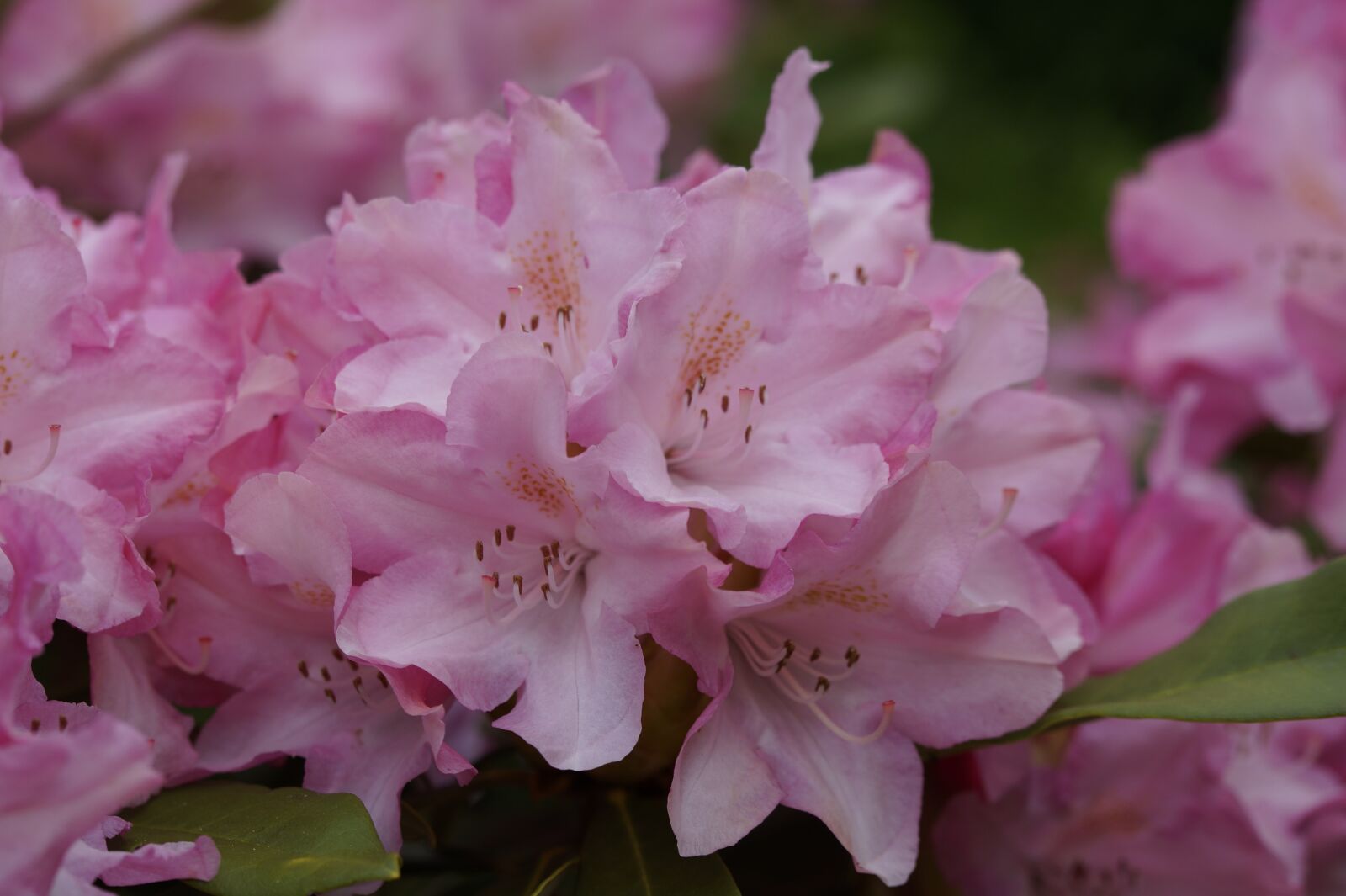 Tamron SP AF 60mm F2 Di II LD IF Macro sample photo. Rhododendron, pink, blossom photography