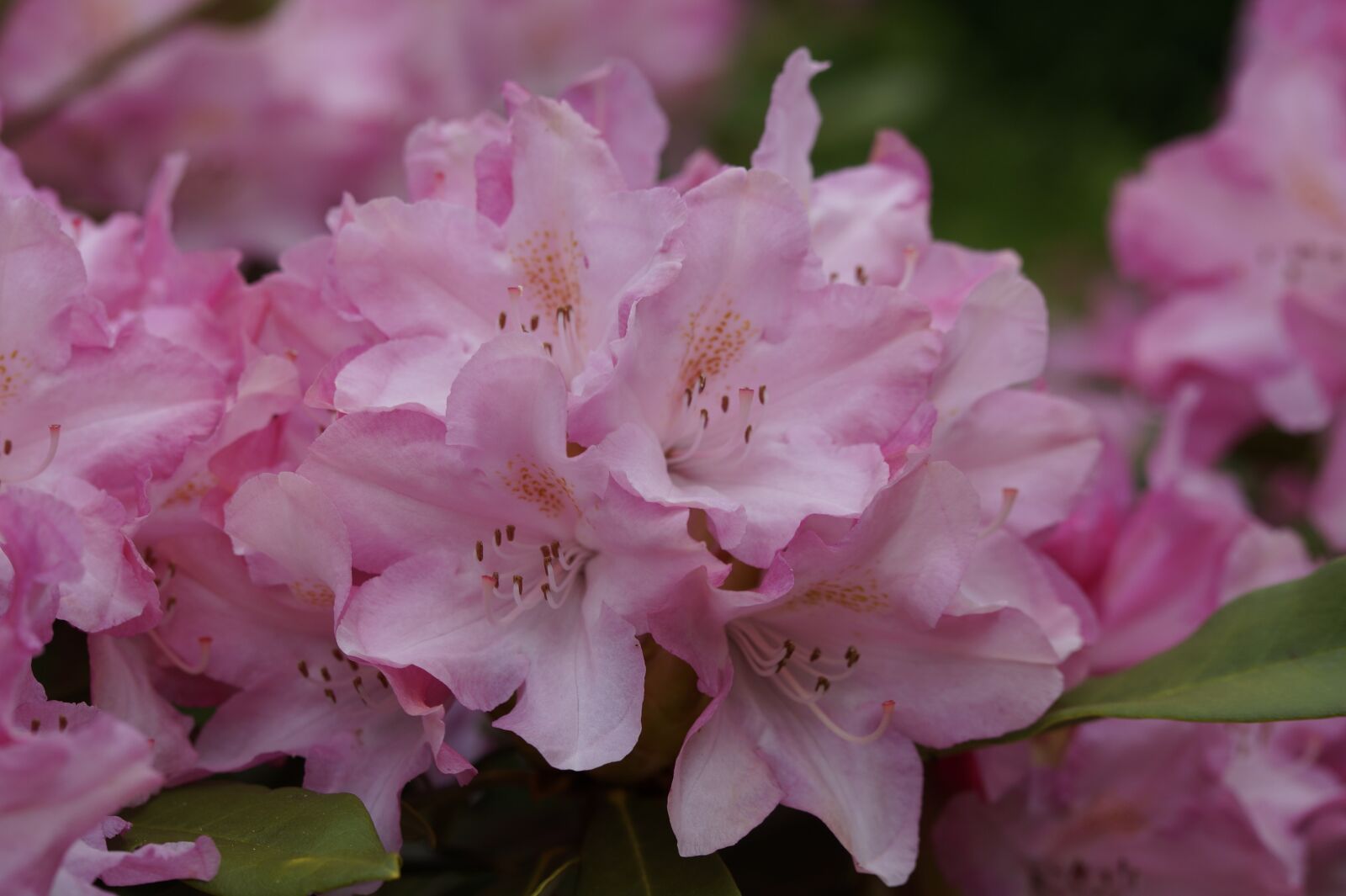 Sony SLT-A58 sample photo. Rhododendron, pink, blossom photography