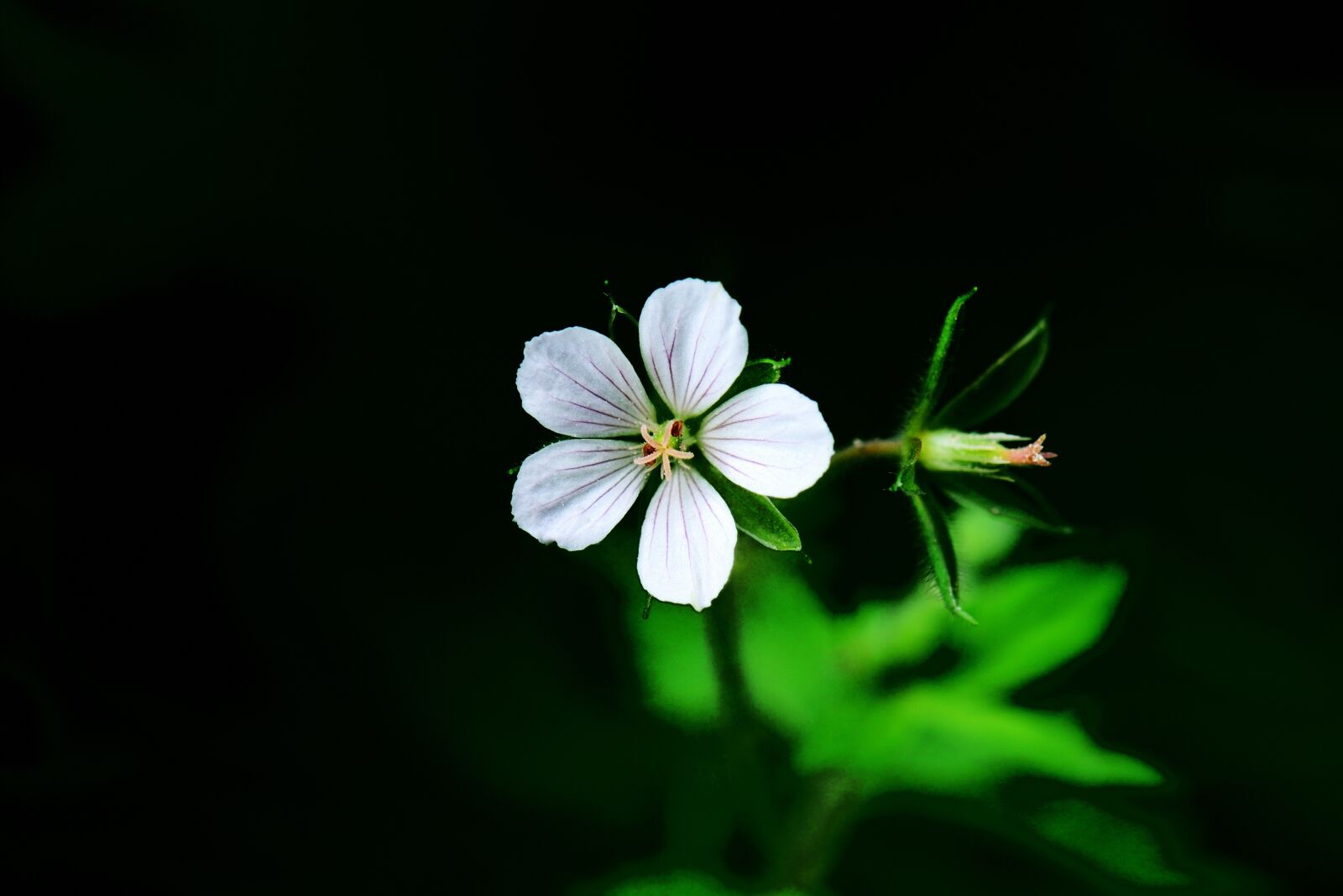 Nikon D800 sample photo. Autumnal, plant, thunberg's geranium photography