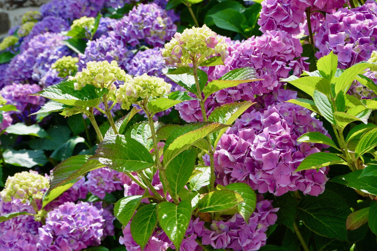 Nikon D5200 sample photo. Flower, flowers hydrangea, small photography