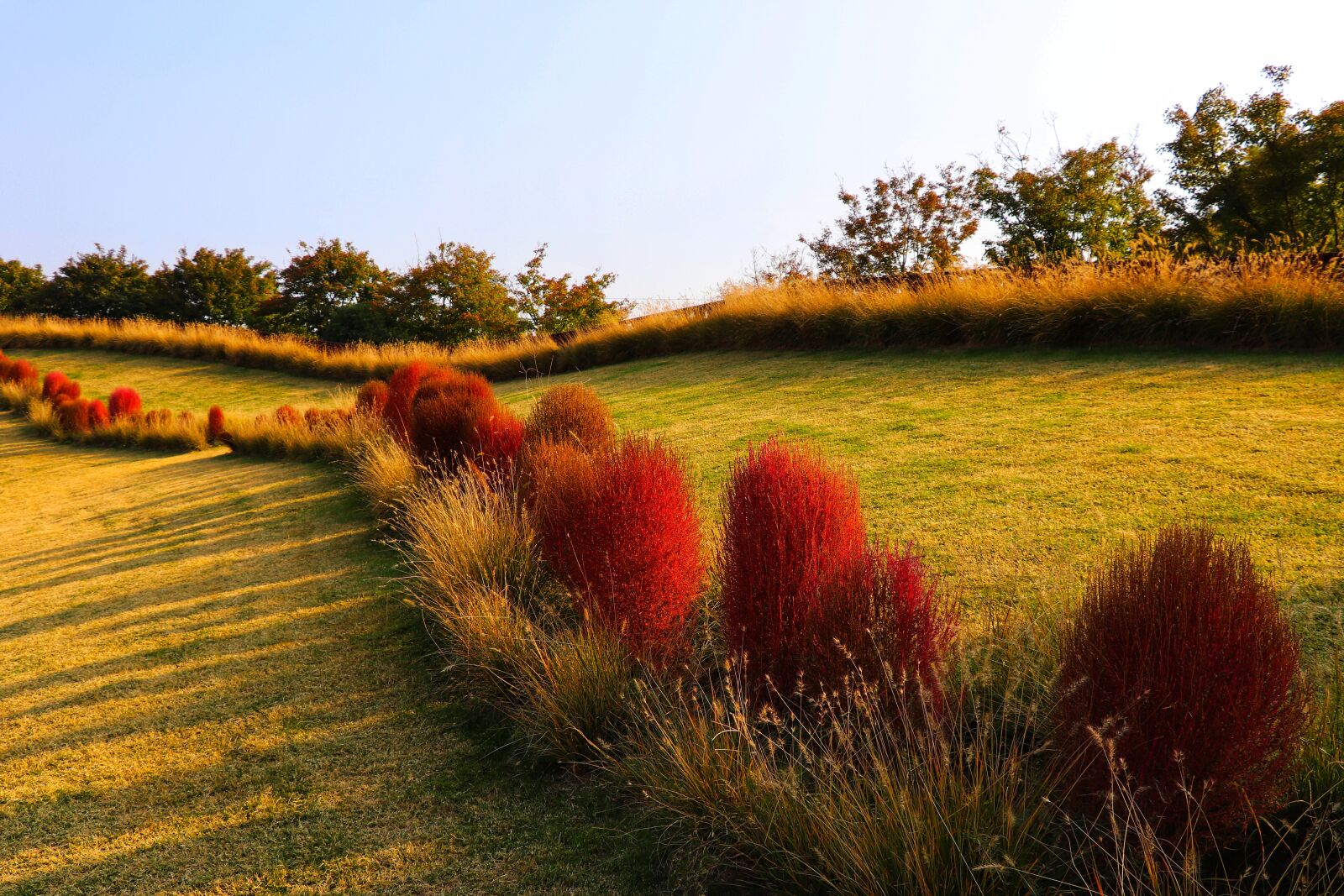 Canon EF-S 18-135mm F3.5-5.6 IS USM sample photo. Lawn, kochia, park photography
