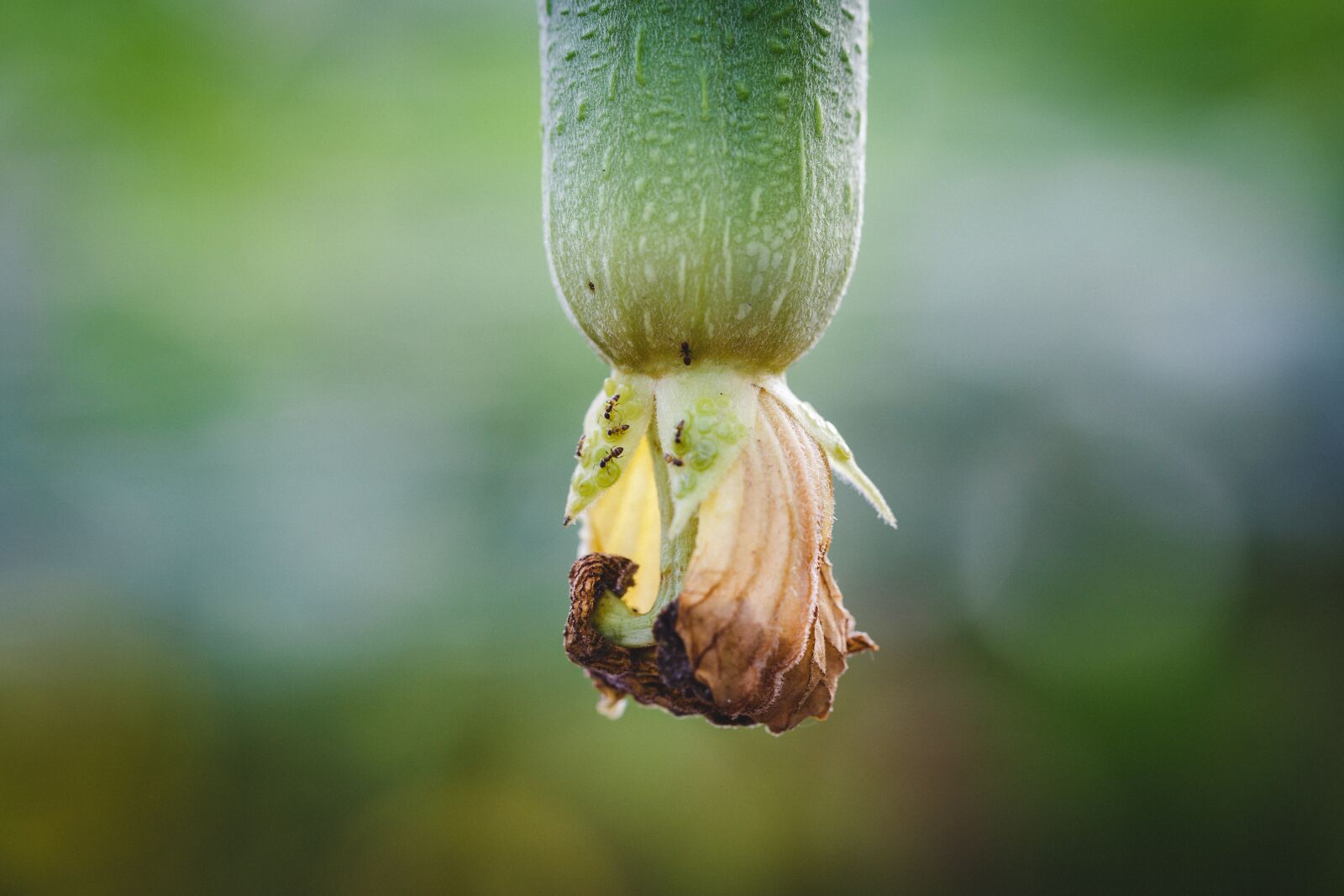 Canon EF 100mm F2.8L Macro IS USM sample photo. Macro, green, leaf photography