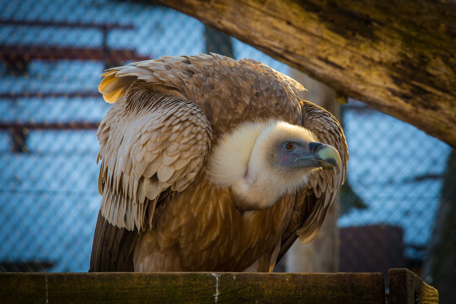 Canon EOS 5D Mark III sample photo. Griffon vulture, vulture, bird photography