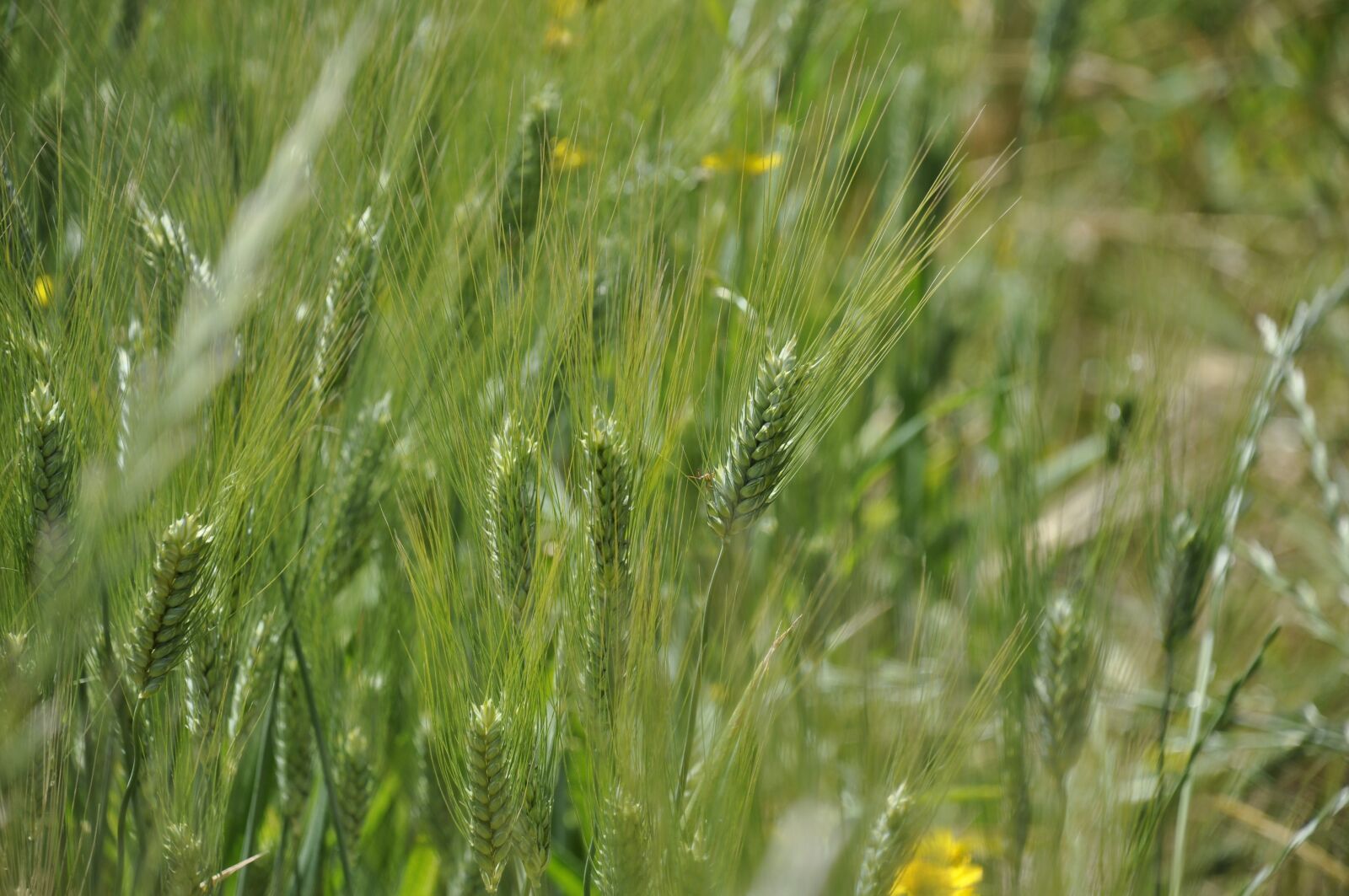 Nikon D90 sample photo. Countryside, horizon, scene photography