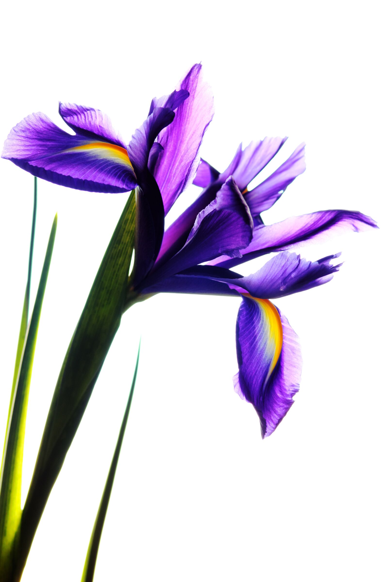 Canon EOS 550D (EOS Rebel T2i / EOS Kiss X4) sample photo. Blue, botanist, botany, flora photography