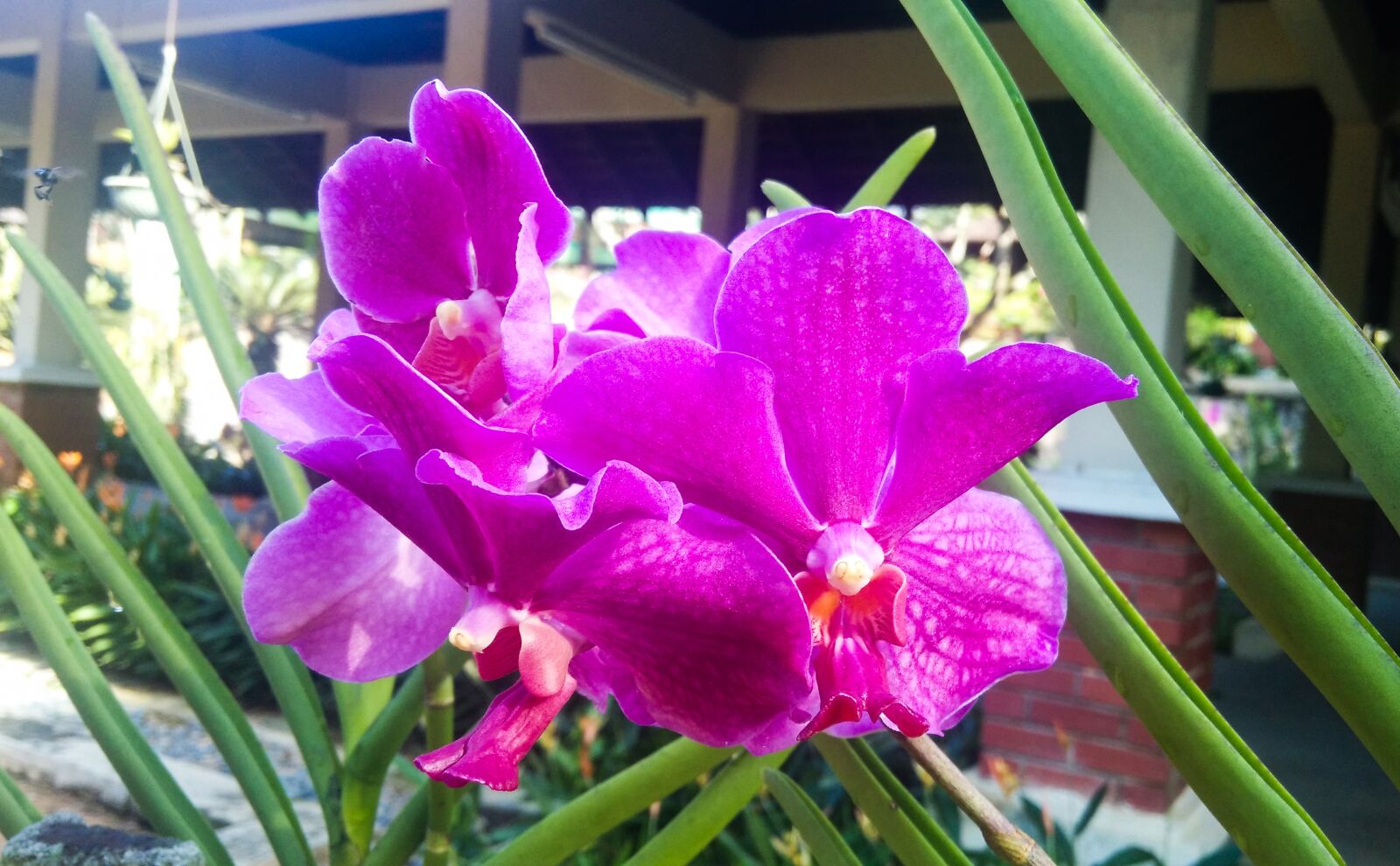 Xiaomi MI3 sample photo. Nature, flora, flower photography