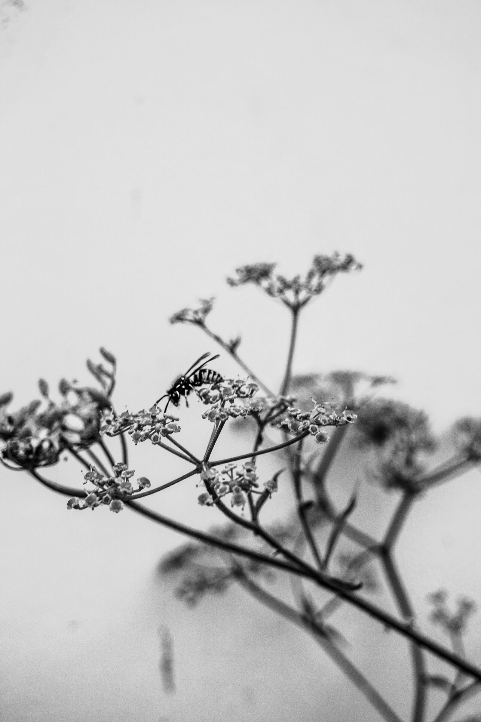 Canon EOS M sample photo. Bee, flower, b w photography