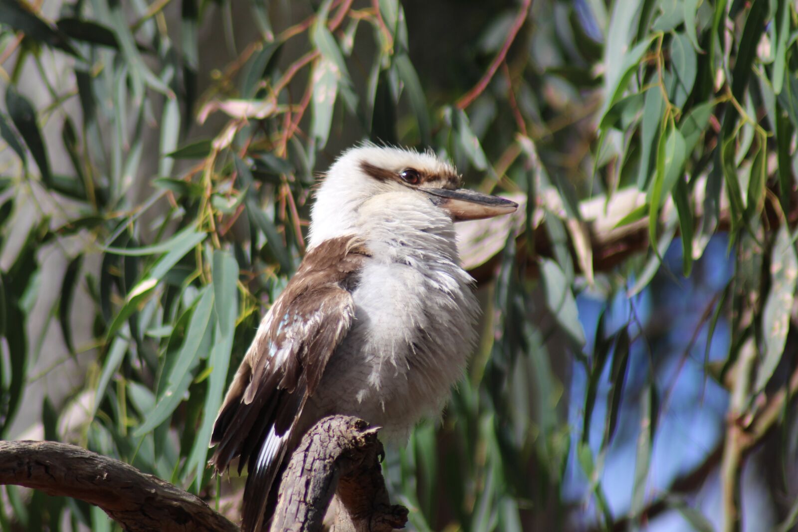 Canon EOS 700D (EOS Rebel T5i / EOS Kiss X7i) sample photo. Laughing kookaburra, fledgling, downy photography