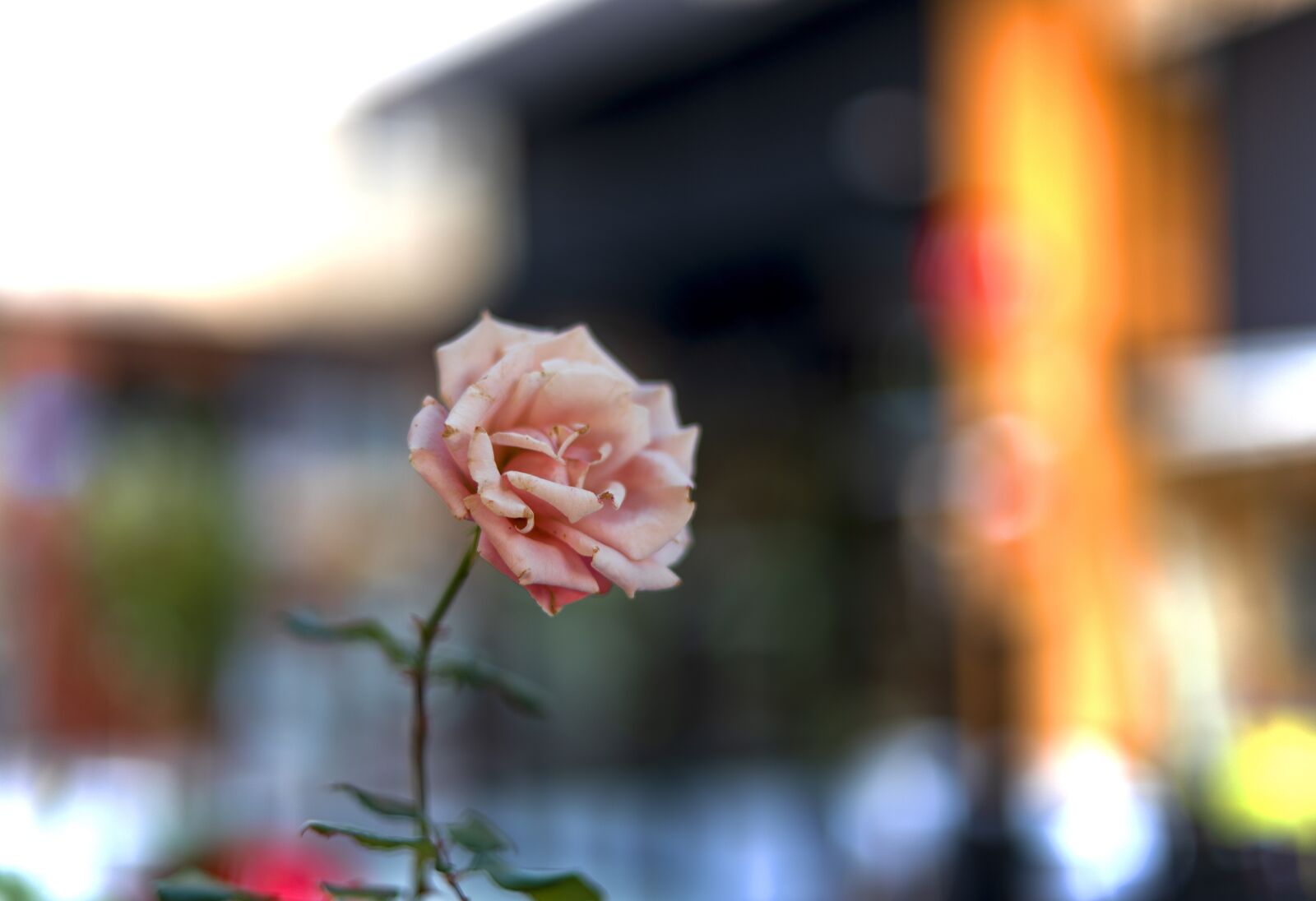 Nikon D750 sample photo. Rose, flower, bokeh photography