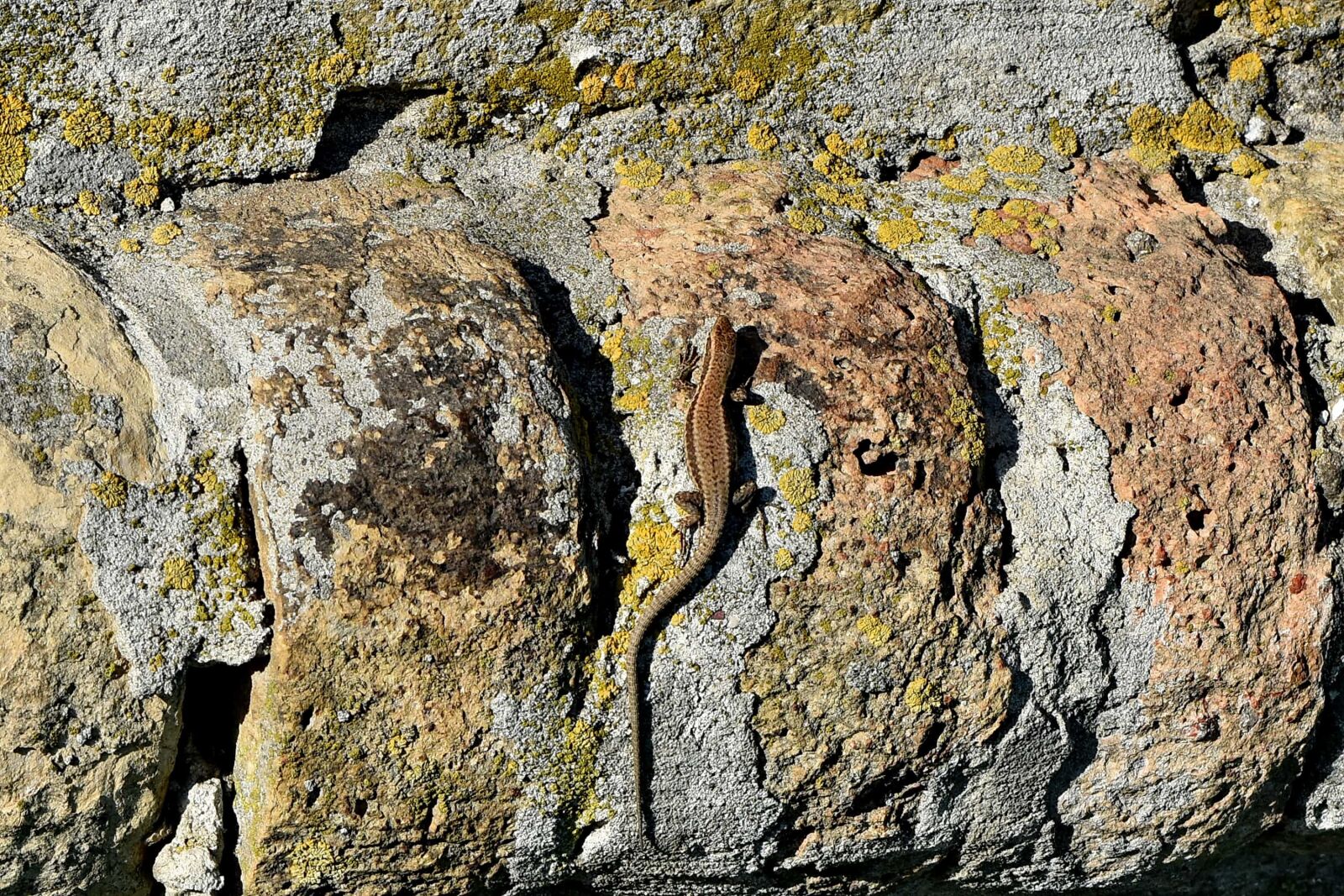 Nikon D5500 sample photo. Animal, camouflage, lizard, rock photography
