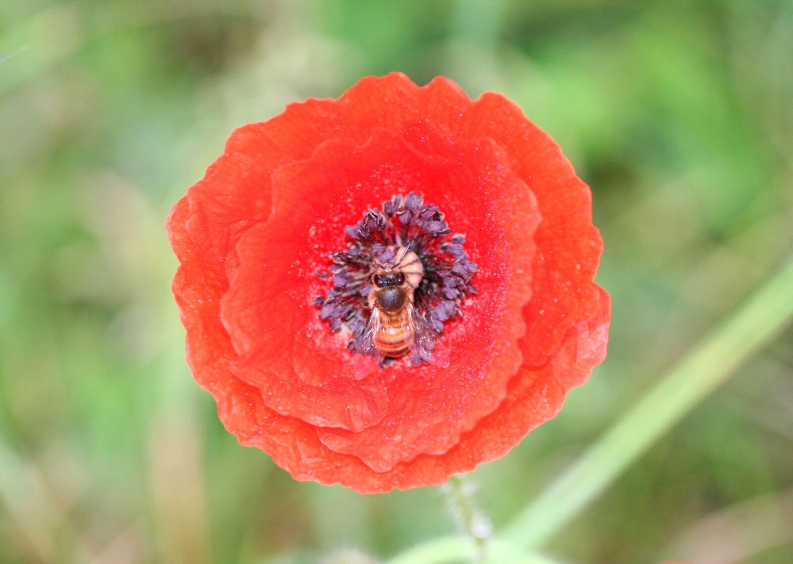 Canon EOS 350D (EOS Digital Rebel XT / EOS Kiss Digital N) sample photo. Flower, poppy, bee photography