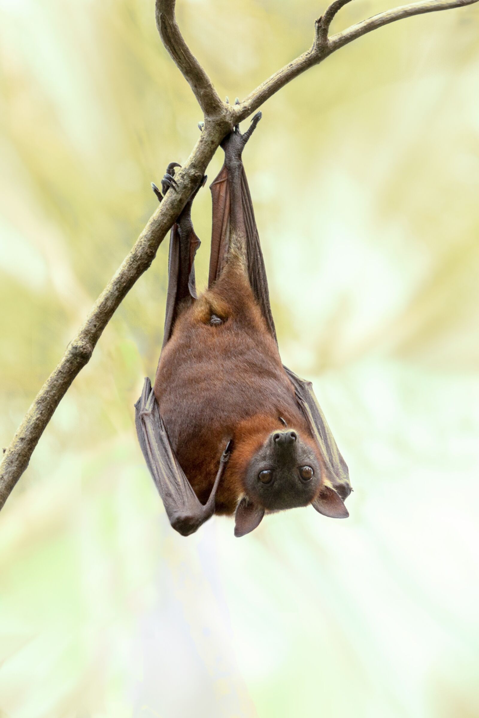 Canon EOS 7D sample photo. Bat, australia, wildlife photography