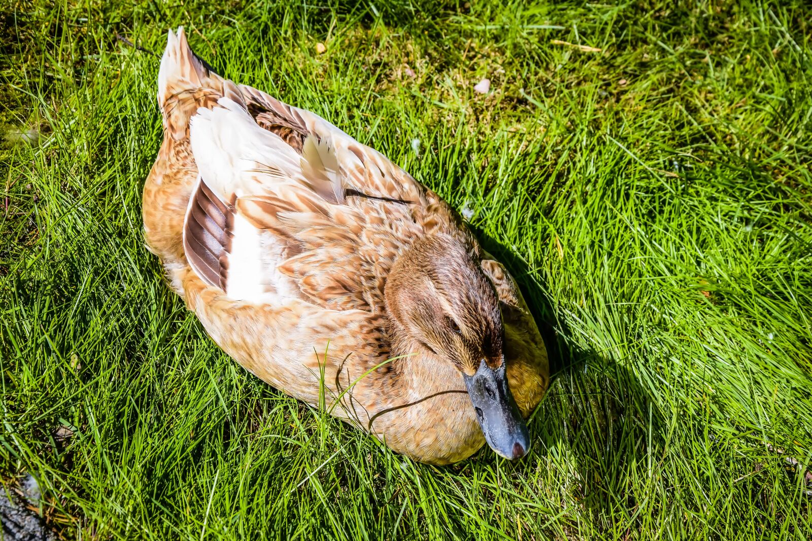 Nikon D3300 sample photo. Duck, bird, summer photography