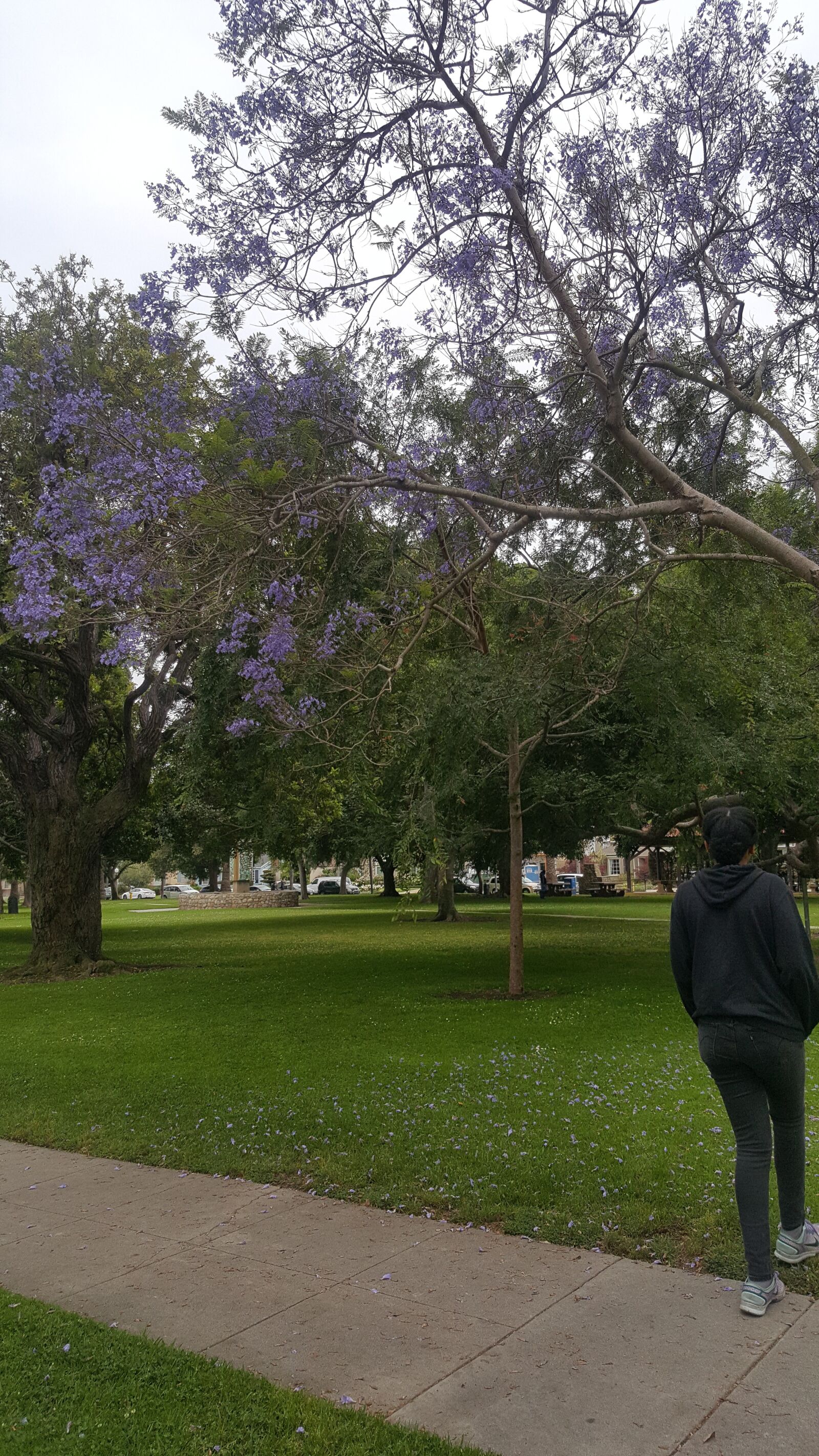 Samsung Galaxy Note5 sample photo. Jacaranda tree, nature, park photography