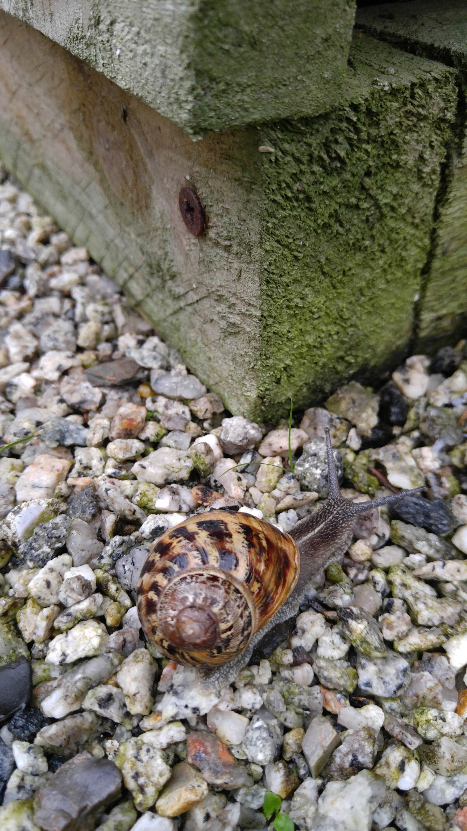 LG V10 sample photo. Stones, wood, snail photography