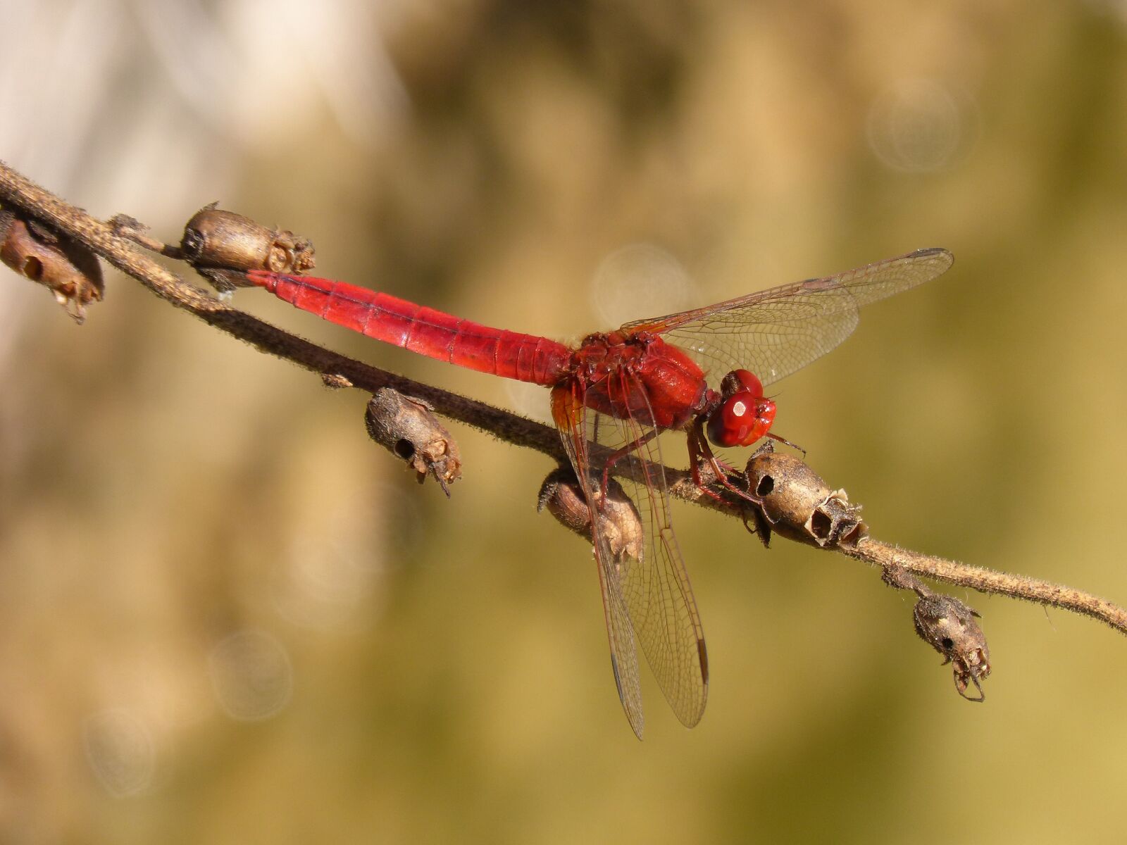 Panasonic DMC-FZ62 sample photo. Dragonfly, red dragonfly, erythraea photography