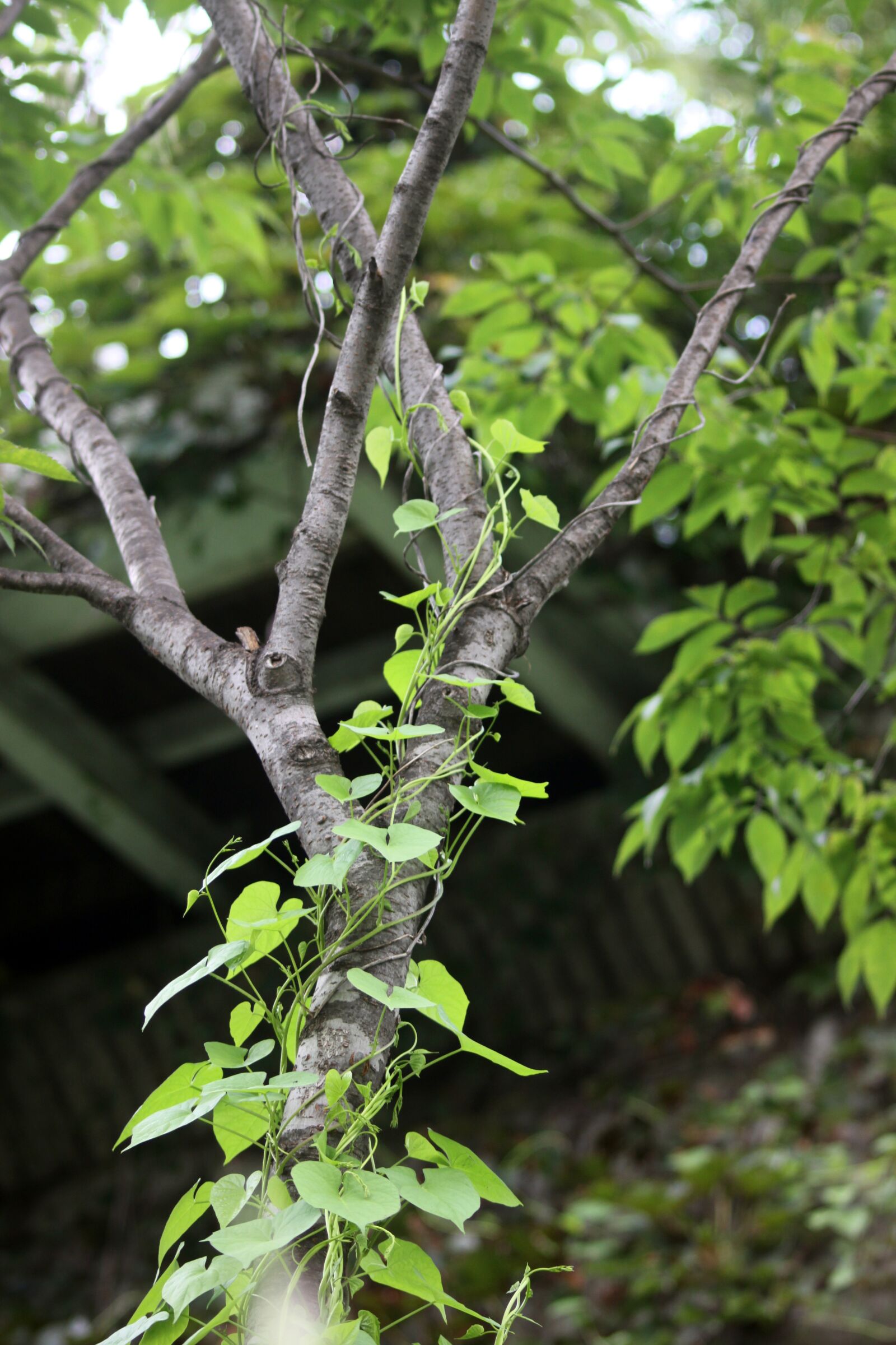 Canon EOS 50D sample photo. Vine, the vine, nature photography