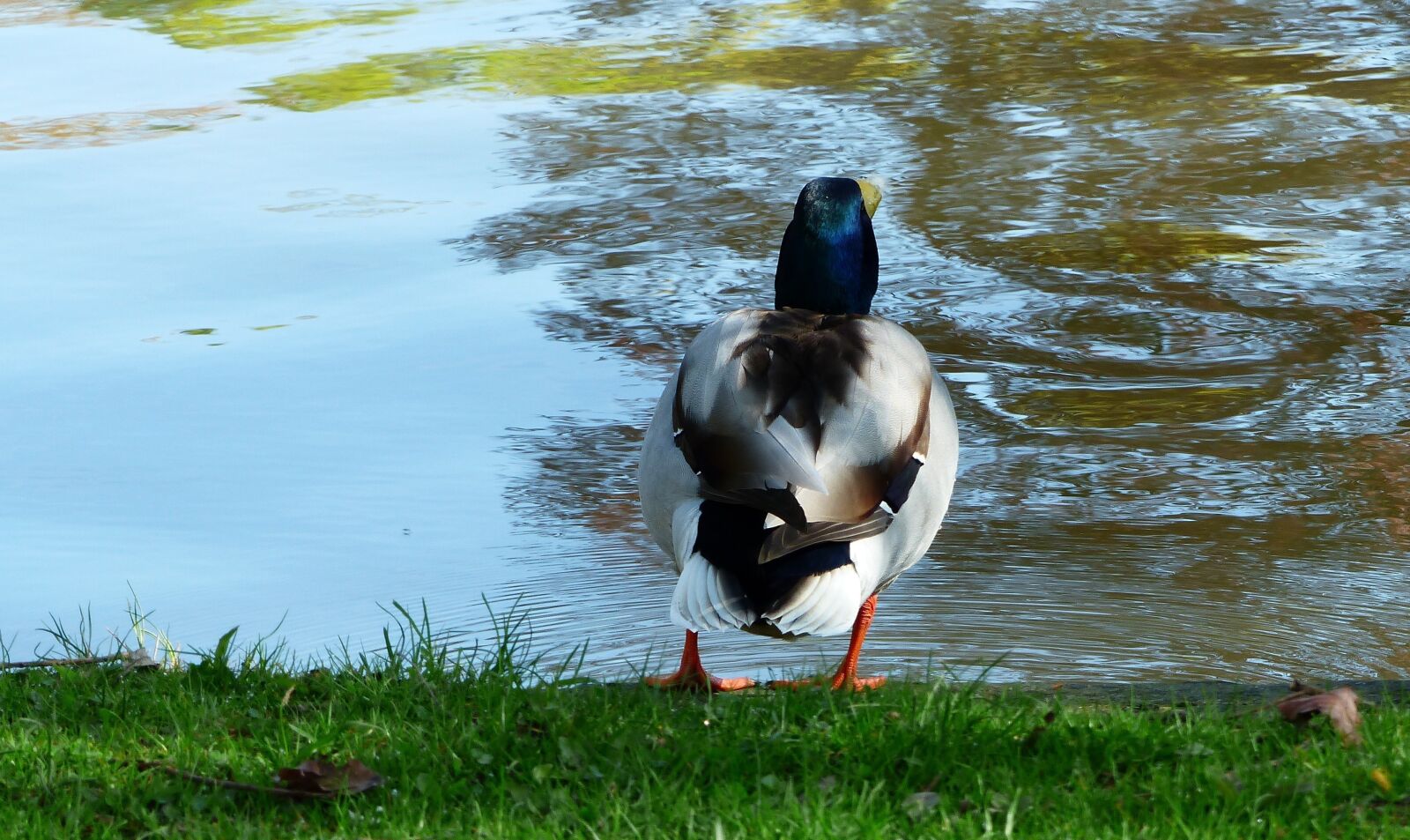 Panasonic Lumix DMC-FZ200 sample photo. Body of water, nature photography