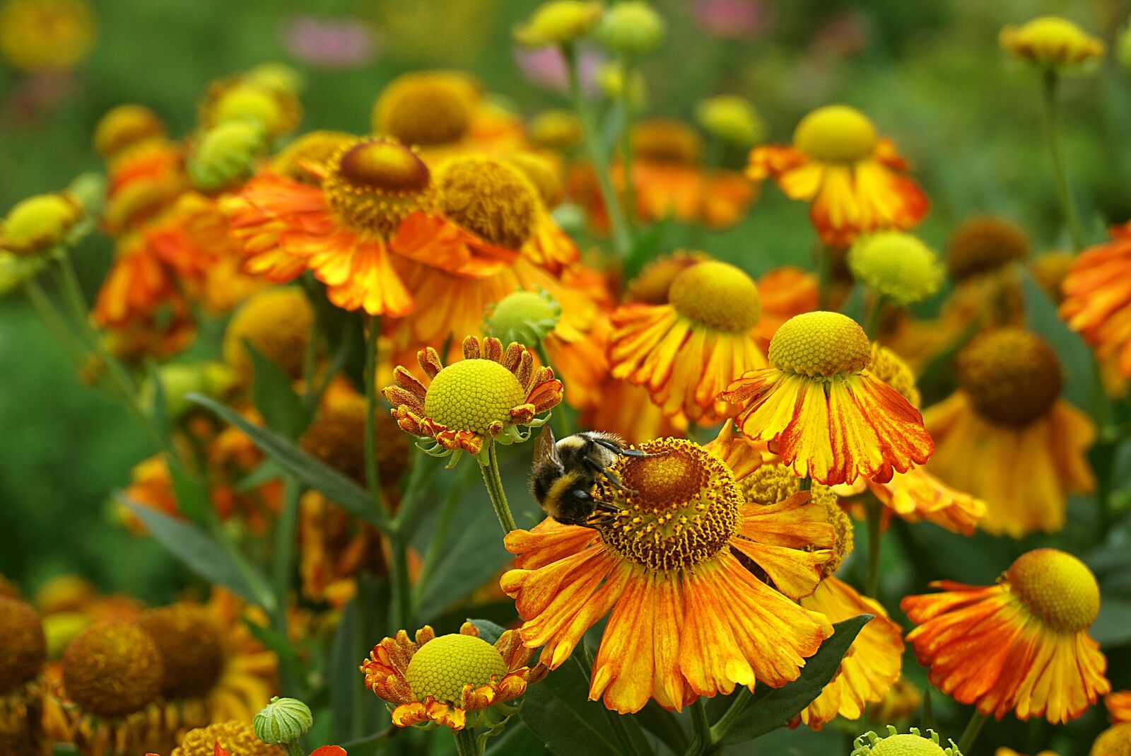 Sony a6000 sample photo. Gaillardia, flowers, garden photography