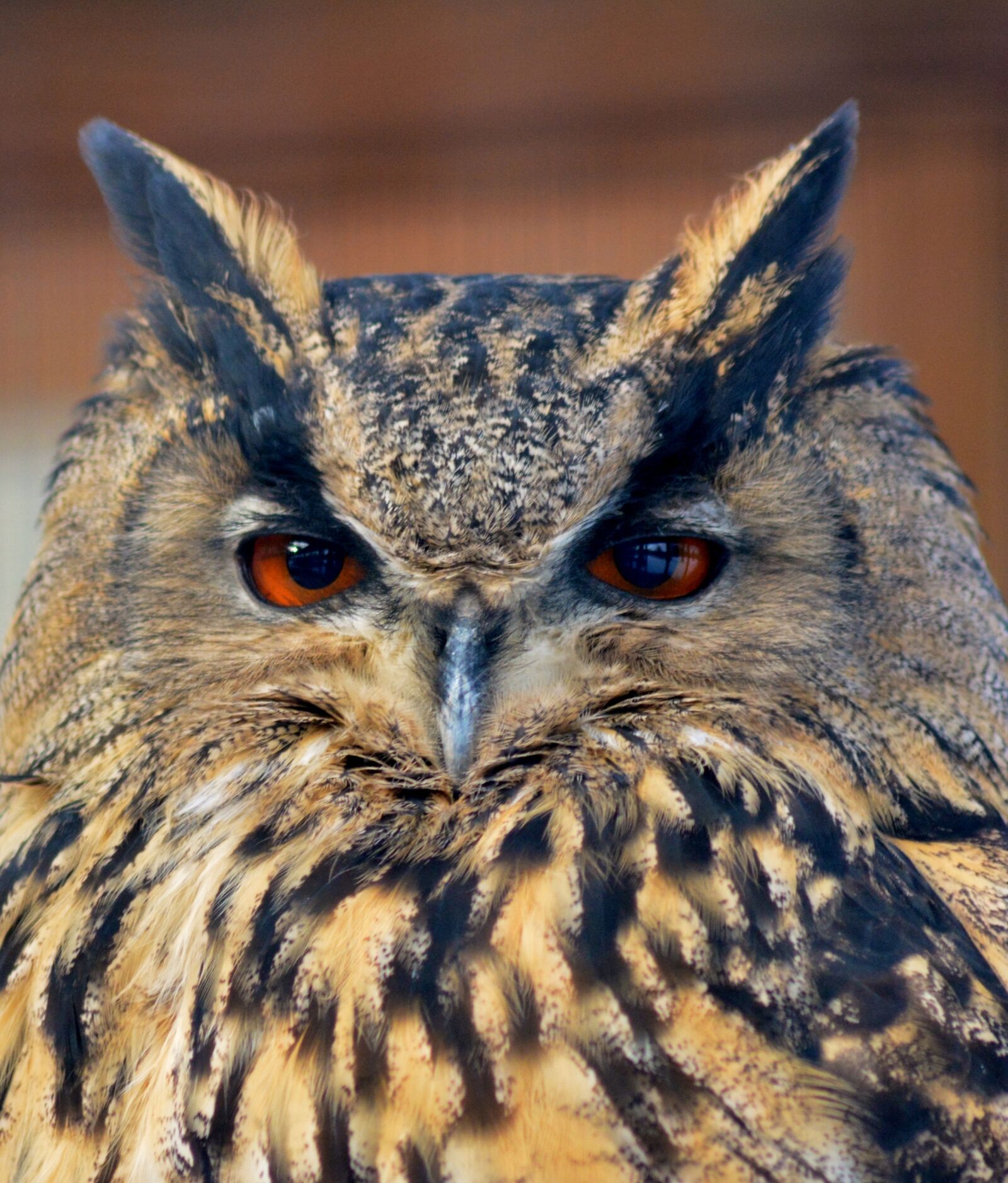Nikon D5200 sample photo. Eagle owl, animal world photography