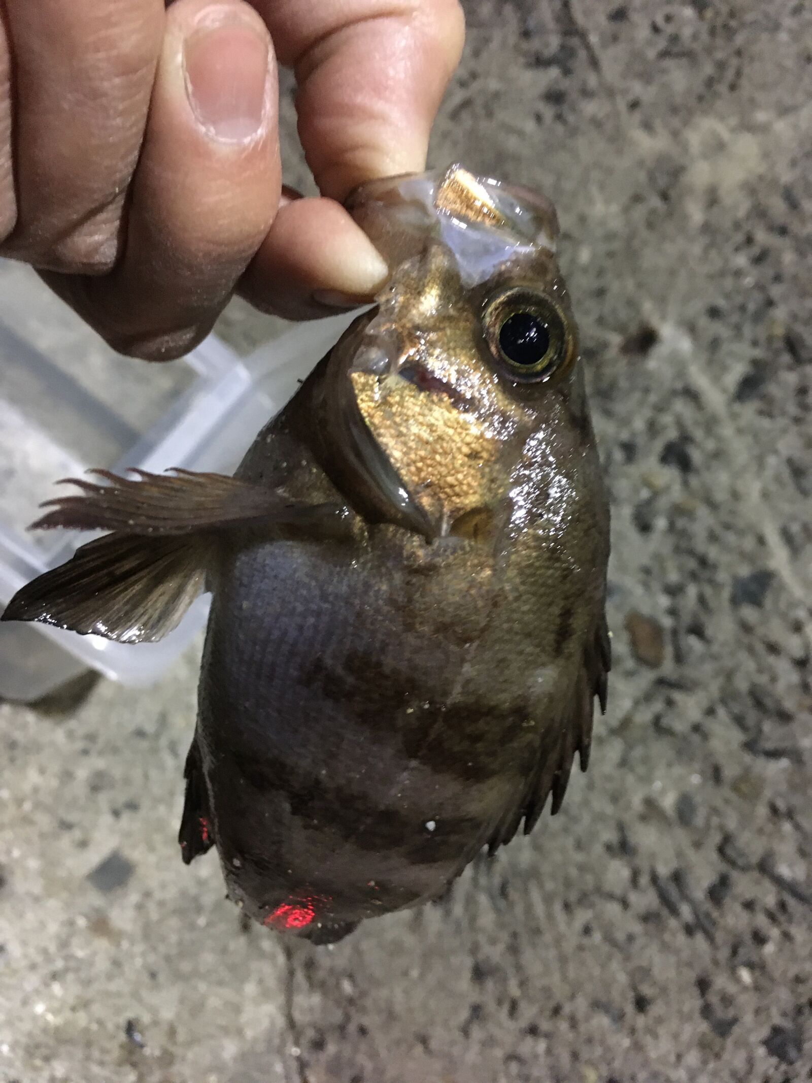 iPhone SE back camera 4.15mm f/2.2 sample photo. Rockfish, fishing photography