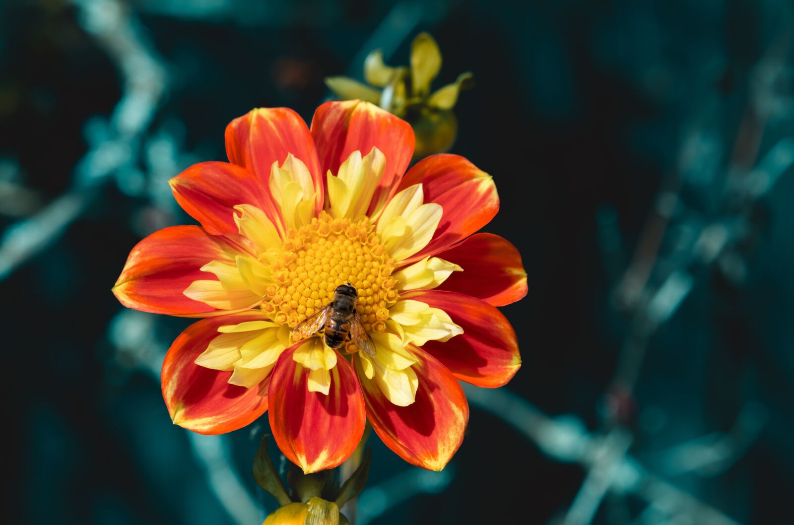 Canon EOS 77D (EOS 9000D / EOS 770D) sample photo. Dahlia, flower, blossom photography